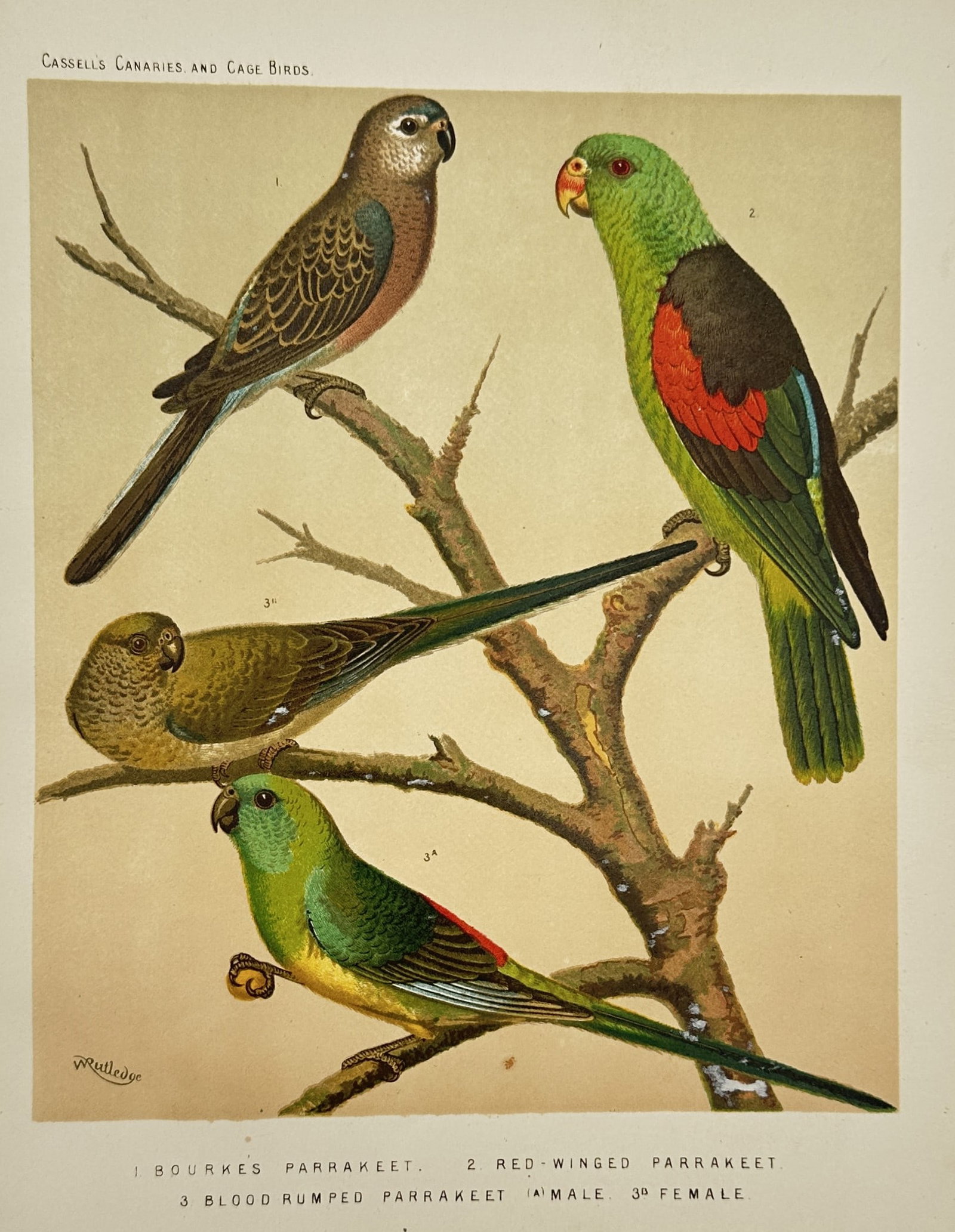Joseph Williamson Ludlow (1840–1916) – Parrakeets – Chromolithograph (c. 1878) (1 of 2)