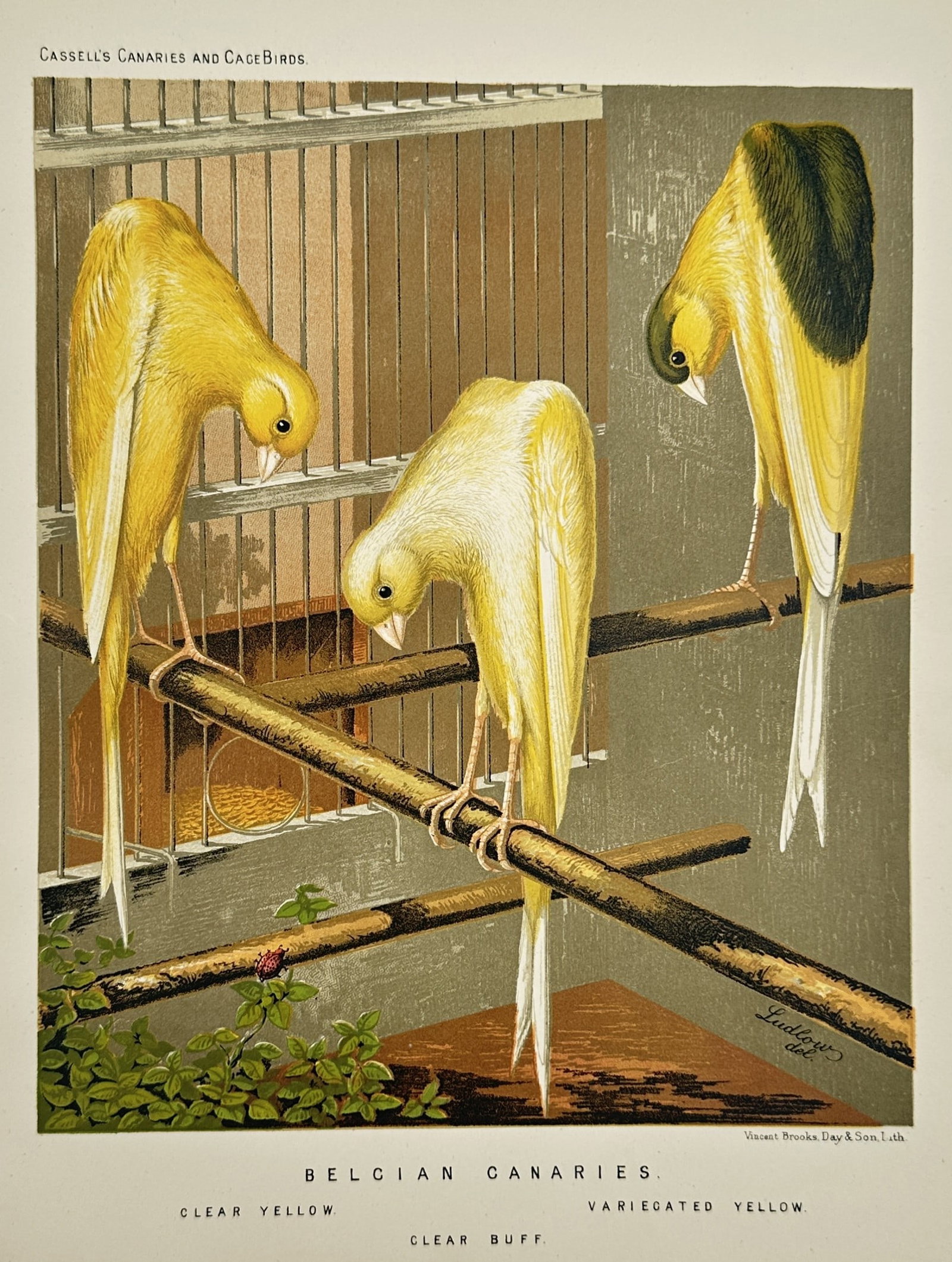 Joseph Williamson Ludlow (1840–1916) – Belgian Canaries – Chromolithograph (c. 1878) (1 of 2)
