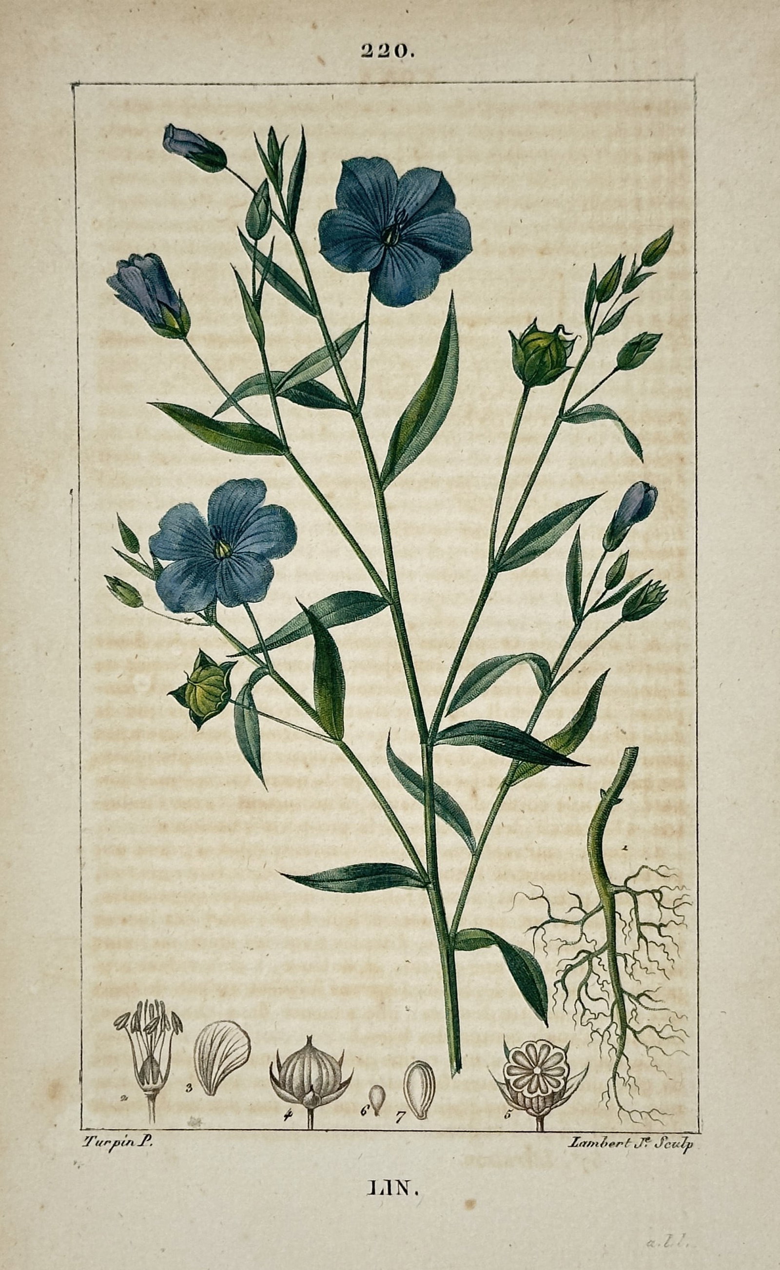 Pierre Jean François Turpin (1775–1840) – Flax – Hand-coloured stipple engraving (c. 1820s) (1 of 2)