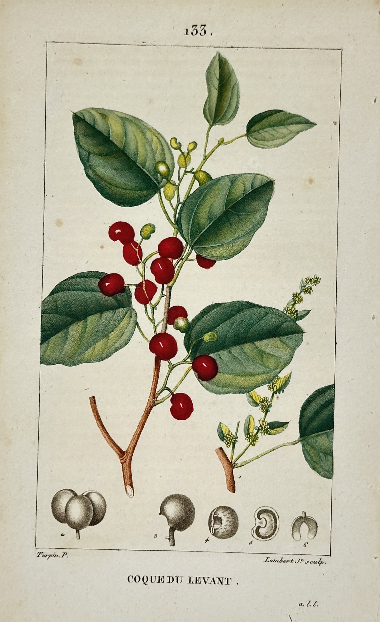 Pierre Jean François Turpin (1775–1840) – Fishberry – Hand-coloured stipple engraving (c. (1 of 2)