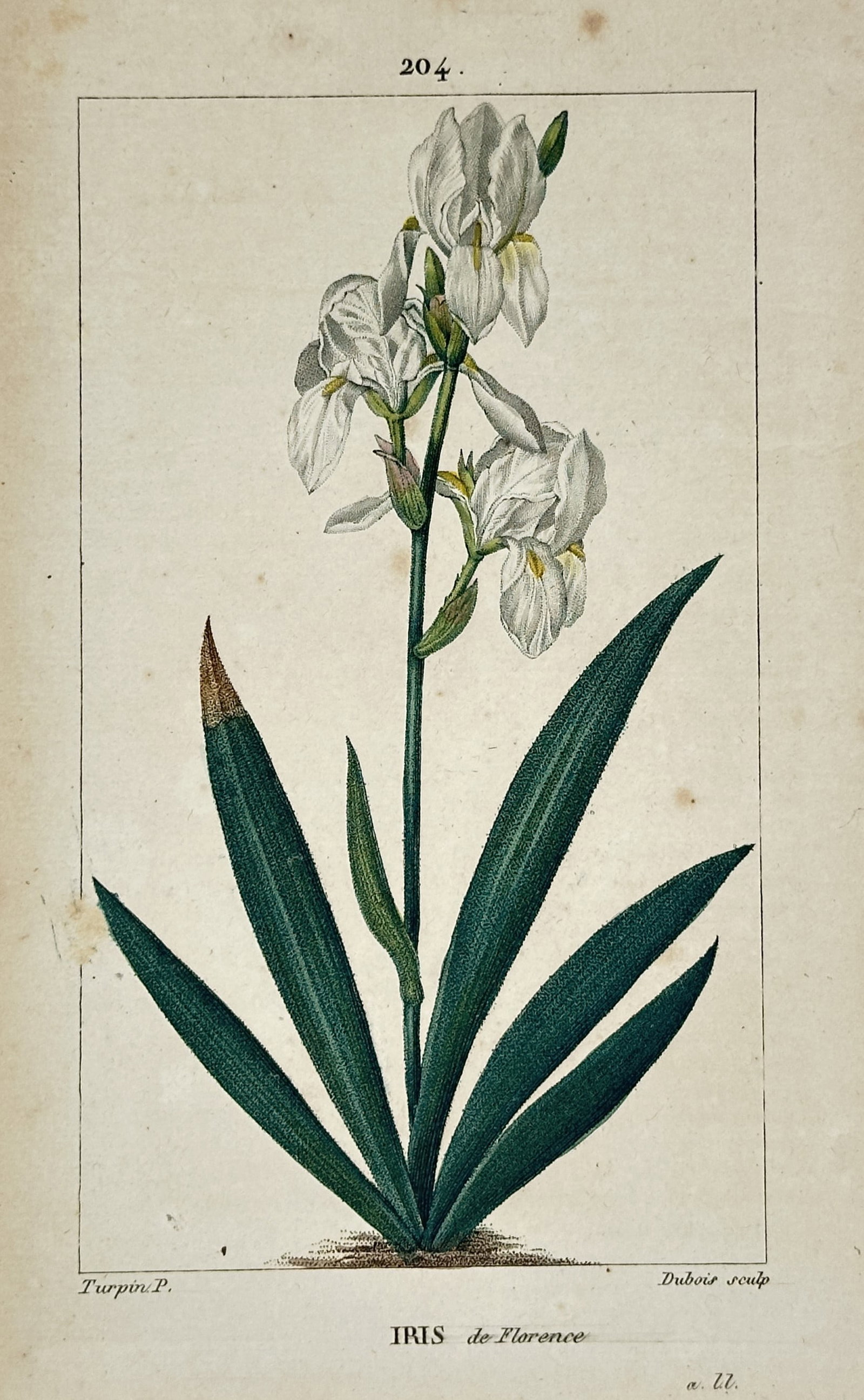 Pierre Jean François Turpin (1775–1840) – Florentine Iris – Hand-coloured stipple engraving: "IRIS de Florence" features a detailed botanical study illustrating a Florentine iris plant growing from the ground, showcasing its upright central stalk bearing white flowers with soft yellow highlig
