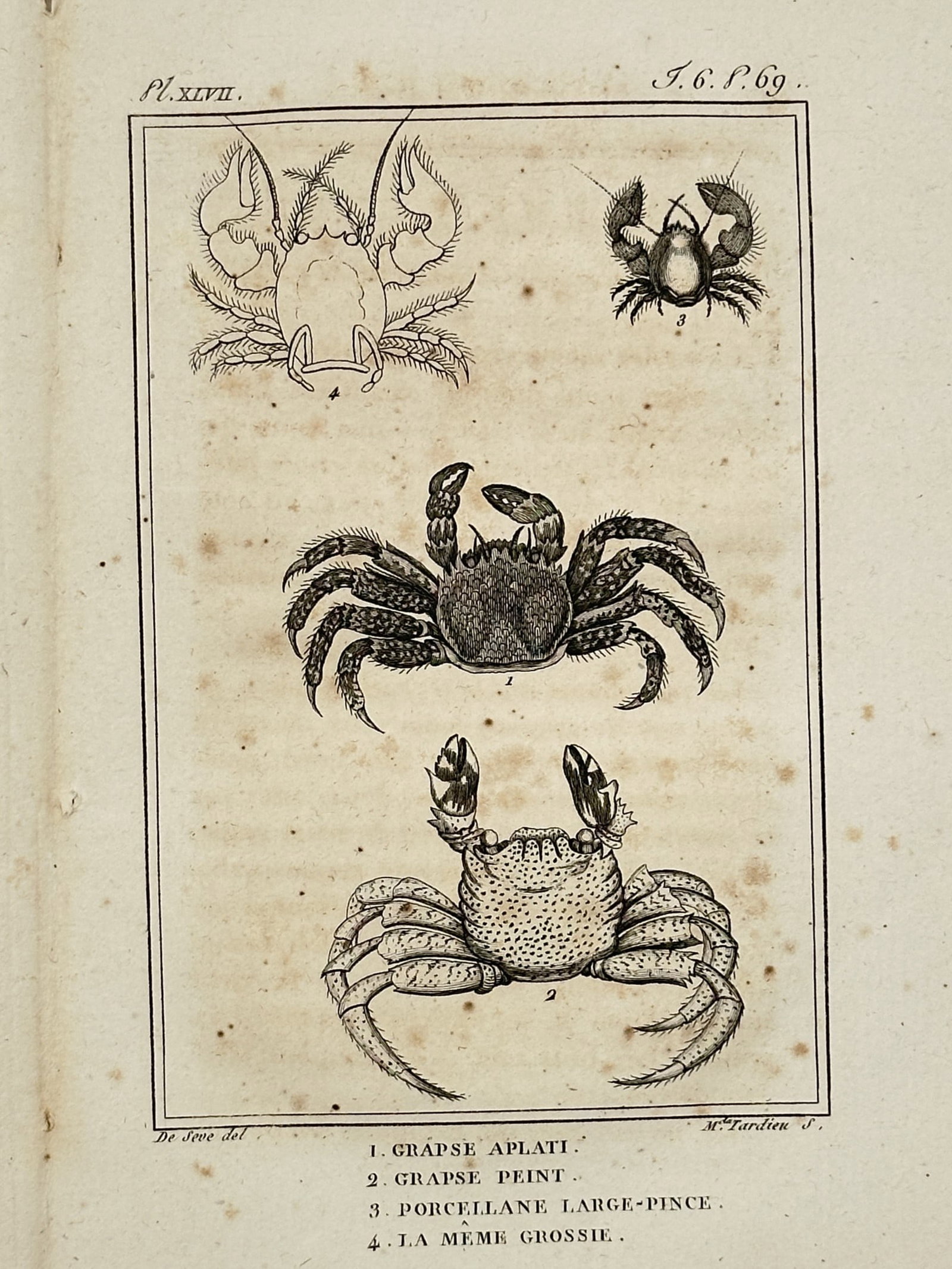 Georges-Louis Leclerc, Comte de Buffon – Studies of Crabs including Grapse – Etching (1802) (1 of 2)