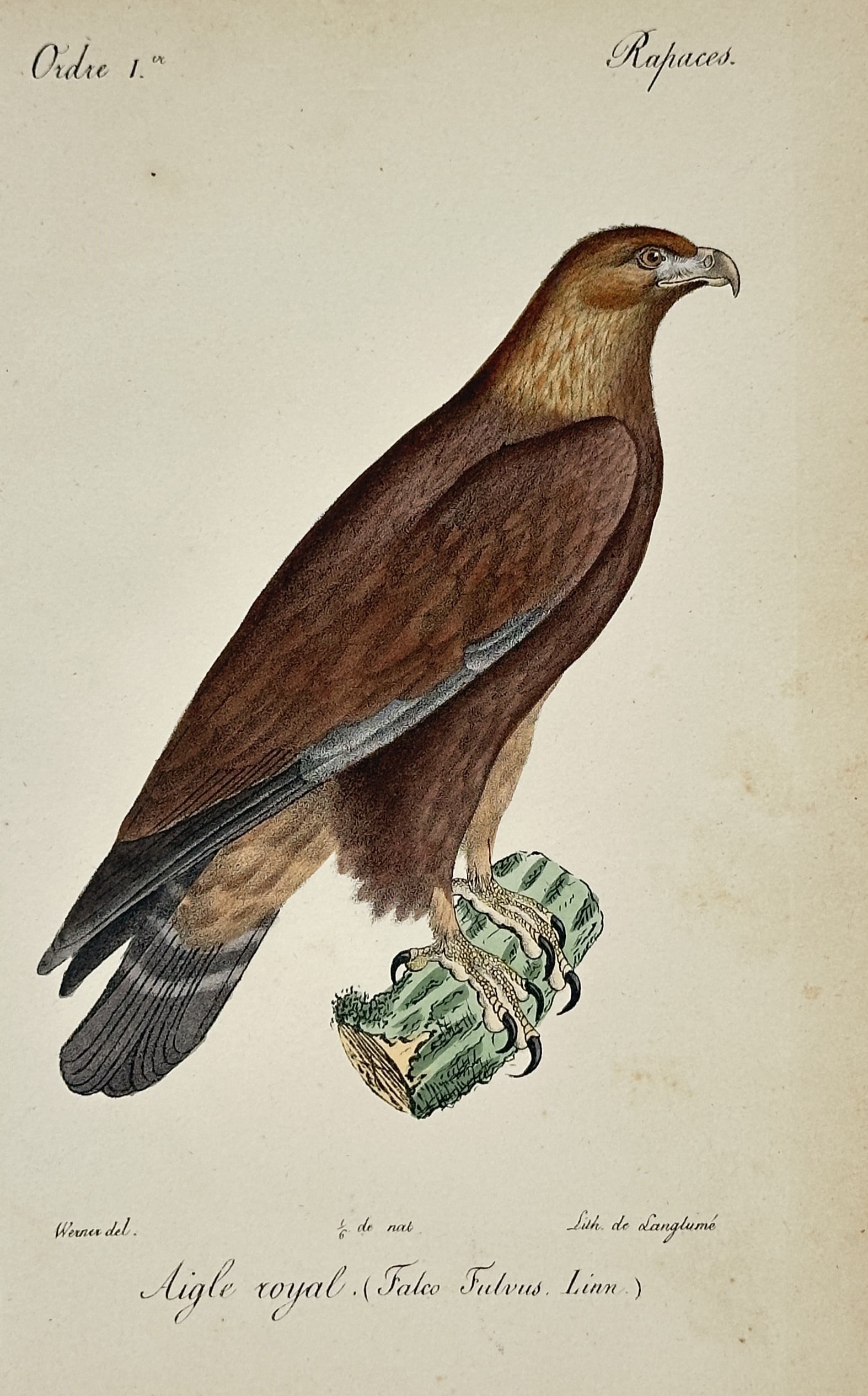 Jean-Charles Werner (1798–1856) – Golden Eagle – Hand-coloured lithograph (c. 1828) (1 of 2)