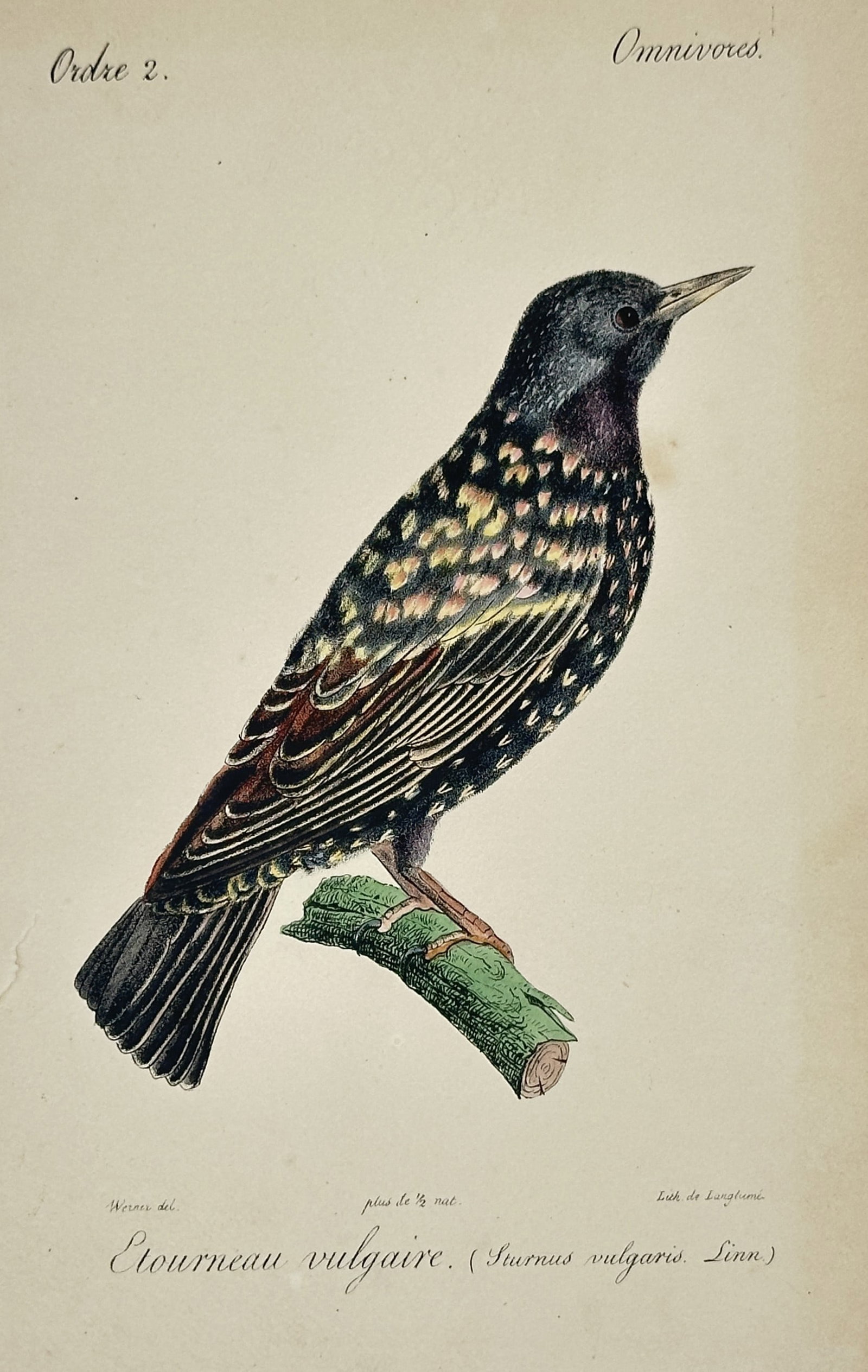 Jean-Charles Werner (1798–1856) – Common Starling – Hand-coloured lithograph (c. 1828): "Etourneau vulgaire" features a detailed ornithological study illustrating a common starling perched profile-right upon a small mossy green branch, showcasing its iridised dark plumage covered in dist