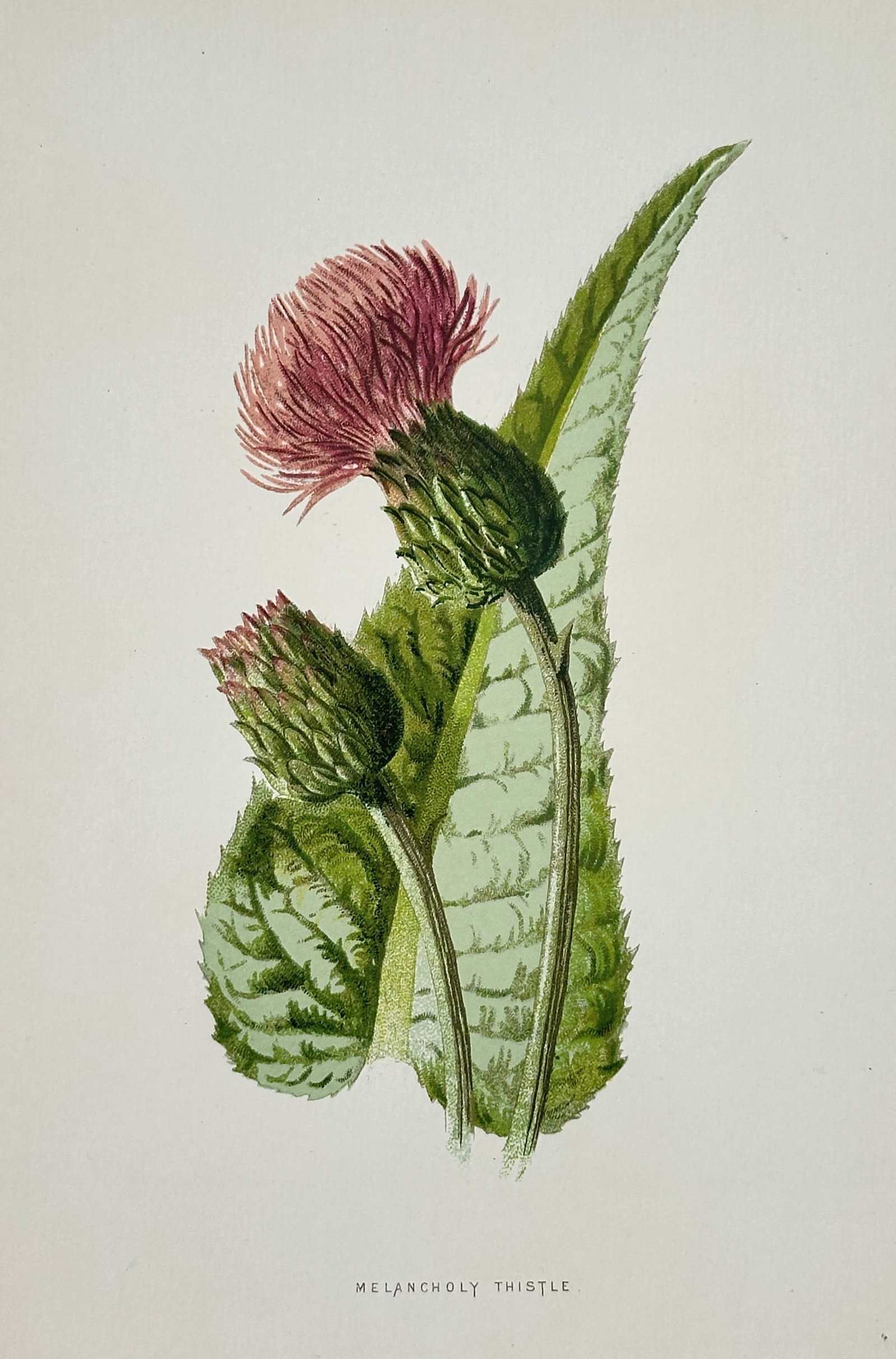 Frederick Edward Hulme (1841–1909) – Melancholy Thistle – Chromolithograph (c. 1880s) (1 of 2)