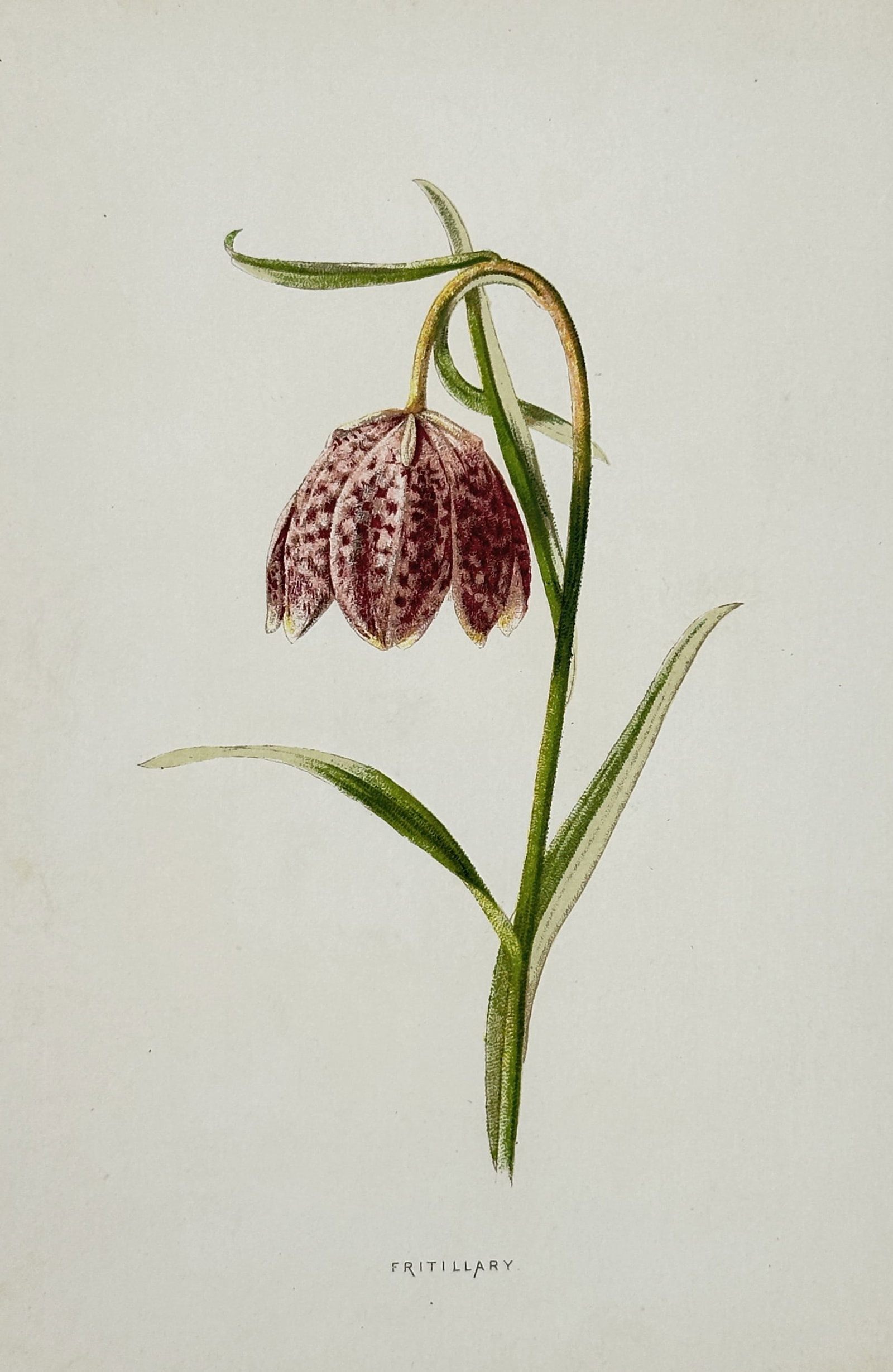 Frederick Edward Hulme (1841–1909) – Fritillary – Chromolithograph (c. 1880s): Features a detailed botanical study illustrating a snake's head fritillary plant, showcasing its distinctive nodding, bell-shaped flower with a checkered purple and maroon pattern, supported by a slen