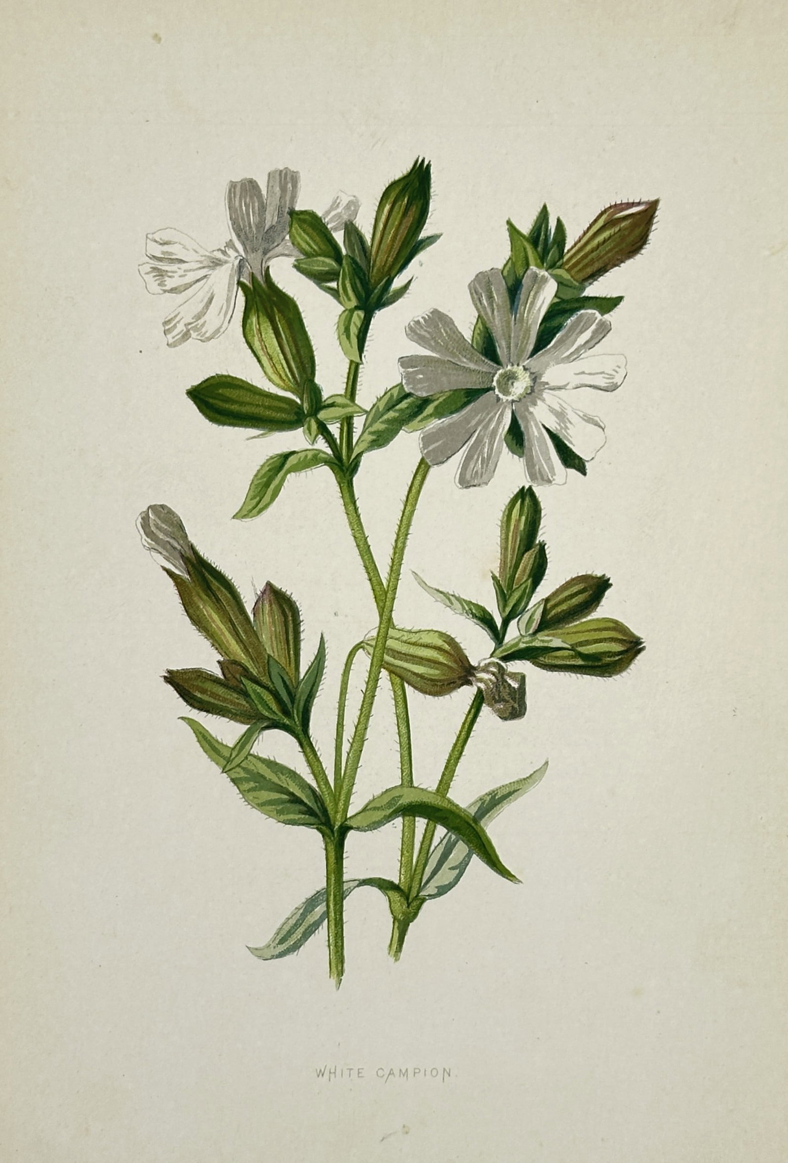 Frederick Edward Hulme (1841–1909) – White Campion – Chromolithograph (c. 1880s) (1 of 2)