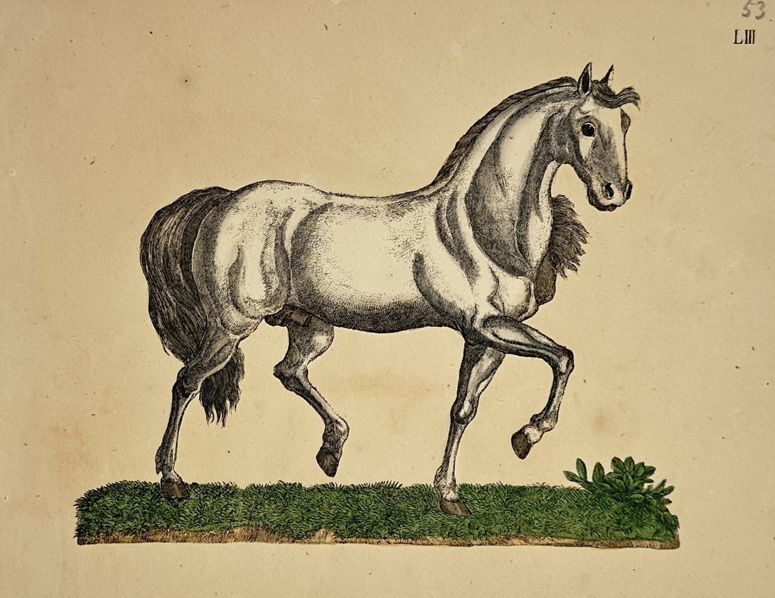 Friedrich Johann Justin Bertuch – Study of a Horse – Hand-coloured copper engraving (c. 1790s): "Study of a Horse" features a detailed zoological study illustrating a light-coloured horse with a dark mane and tail depicted in a trotting posture on a small strip of green grass against a plain bac