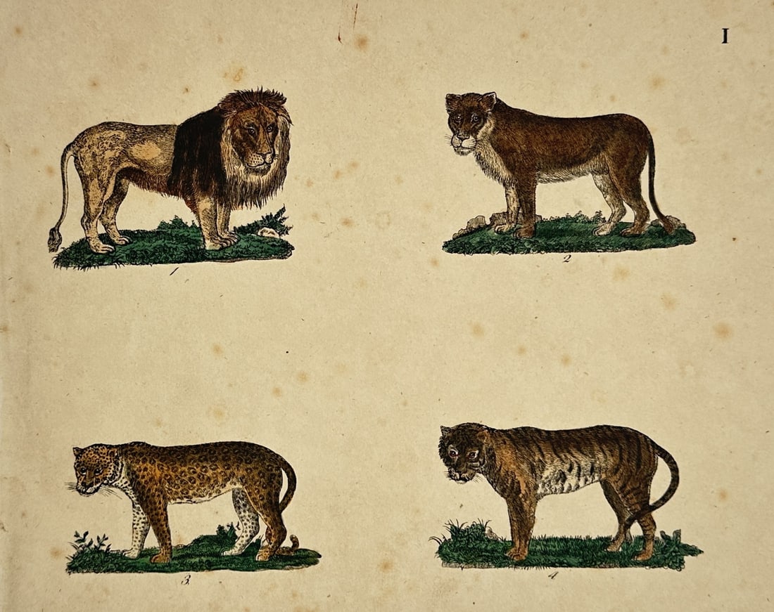 Friedrich Johann Justin Bertuch – Studies of Lion, Leopard - Hand-coloured engraving 1790s (1 of 2)