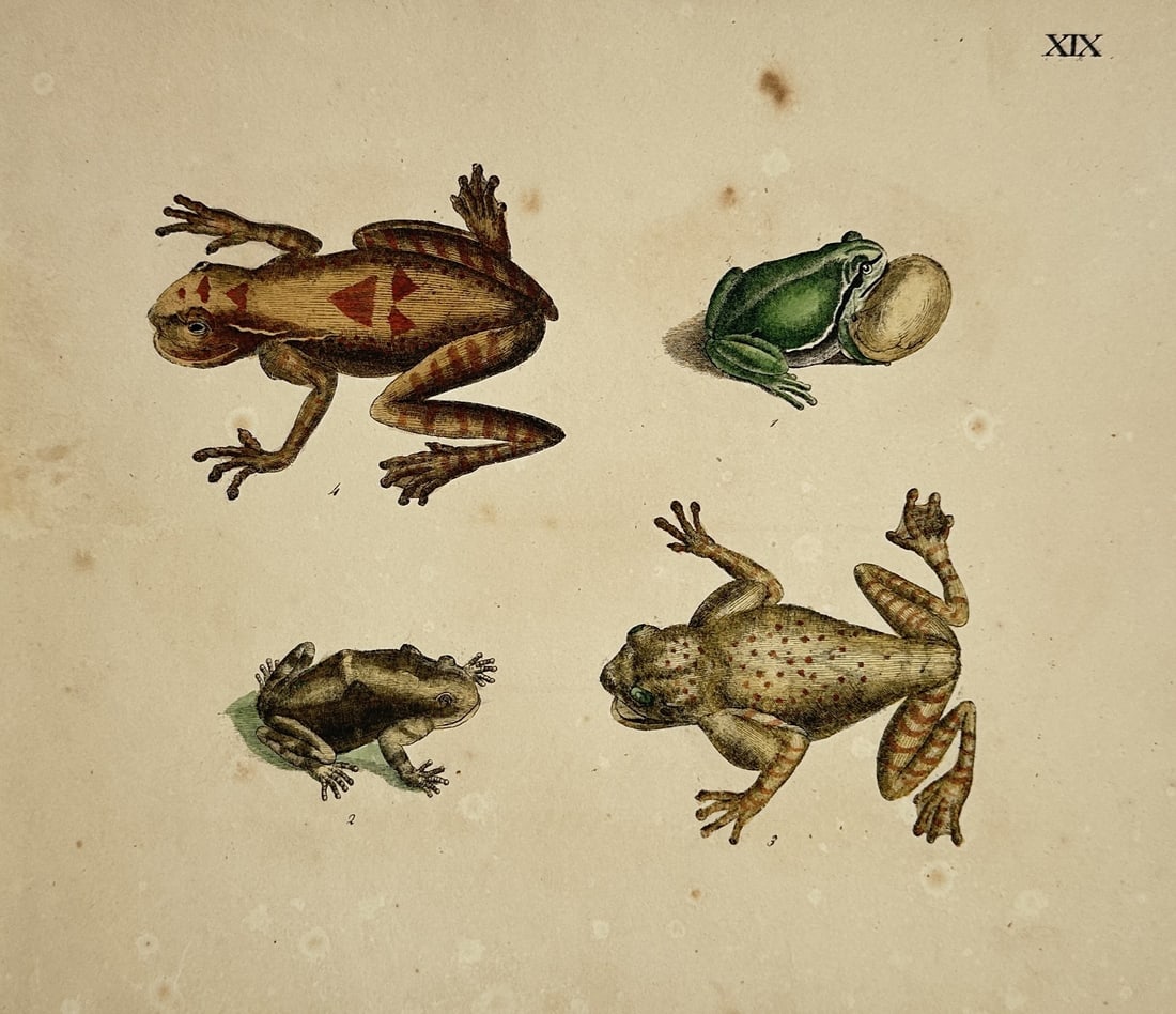 Friedrich Johann Justin Bertuch – Studies of Amphibians including Frogs (1 of 2)