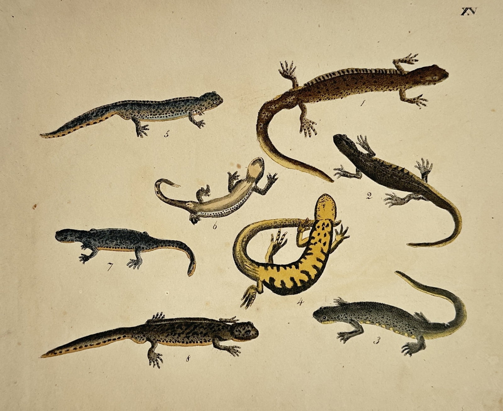 Friedrich Johann Justin Bertuch – Studies of Amphibians including Salamanders and Newts (1 of 2)