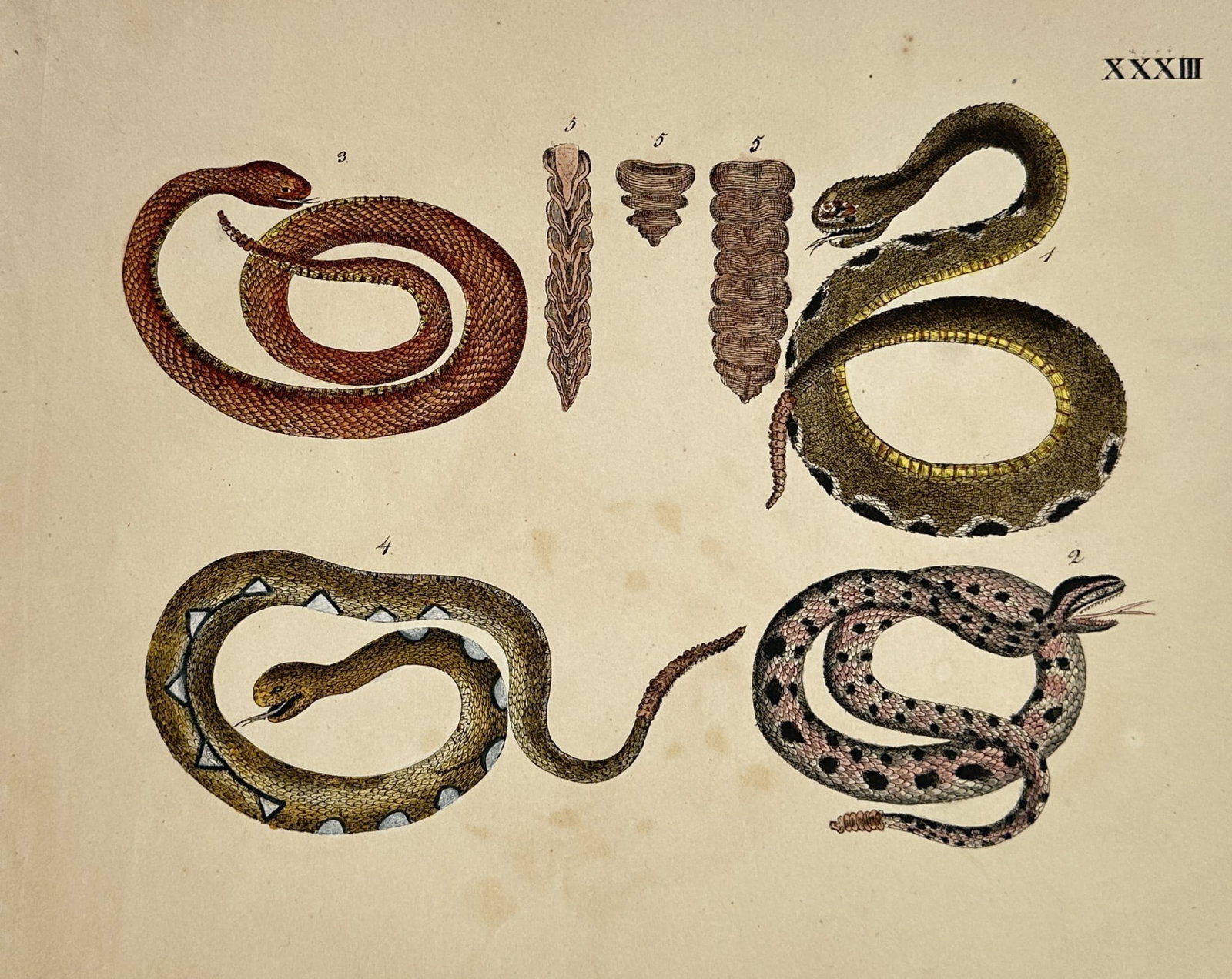 Friedrich Johann Justin Bertuch – Studies of Snakes including Rattlesnakes (1 of 2)