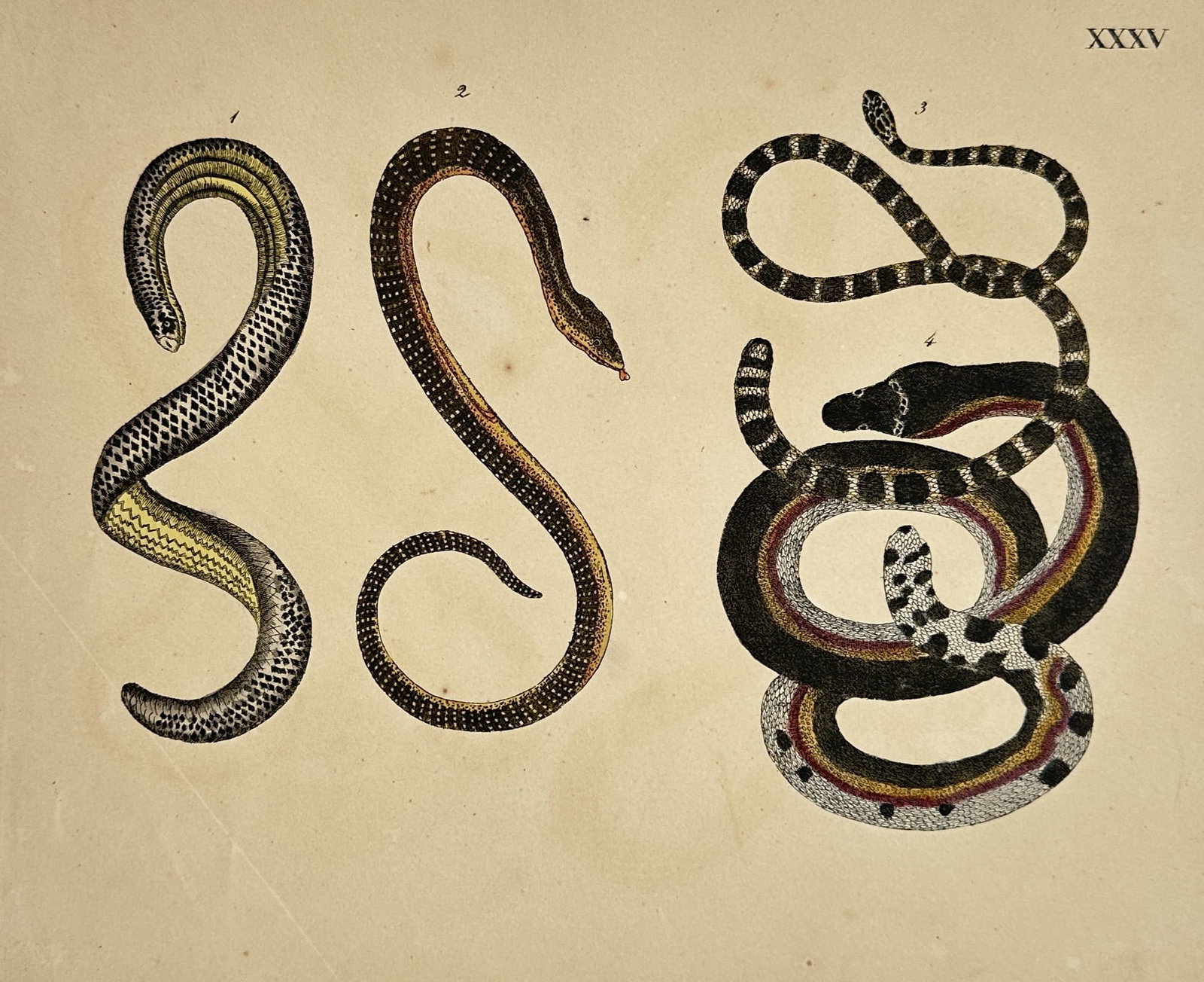 Friedrich Johann Justin Bertuch – Studies of Exotic Snakes – Hand-coloured copper engraving (1 of 2)