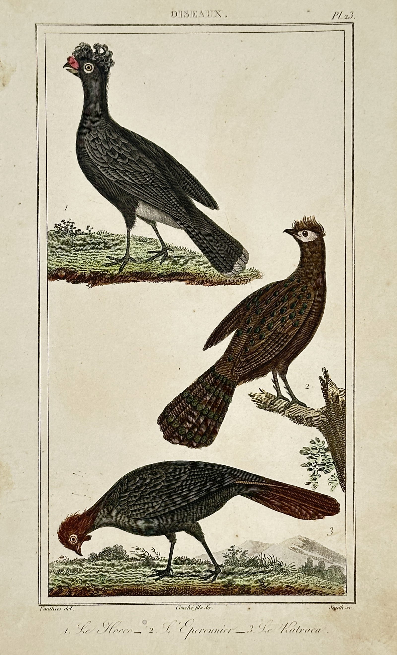 Georges-Louis Leclerc, Comte de Buffon – Studies of Exotic Birds including Curassow (1 of 2)