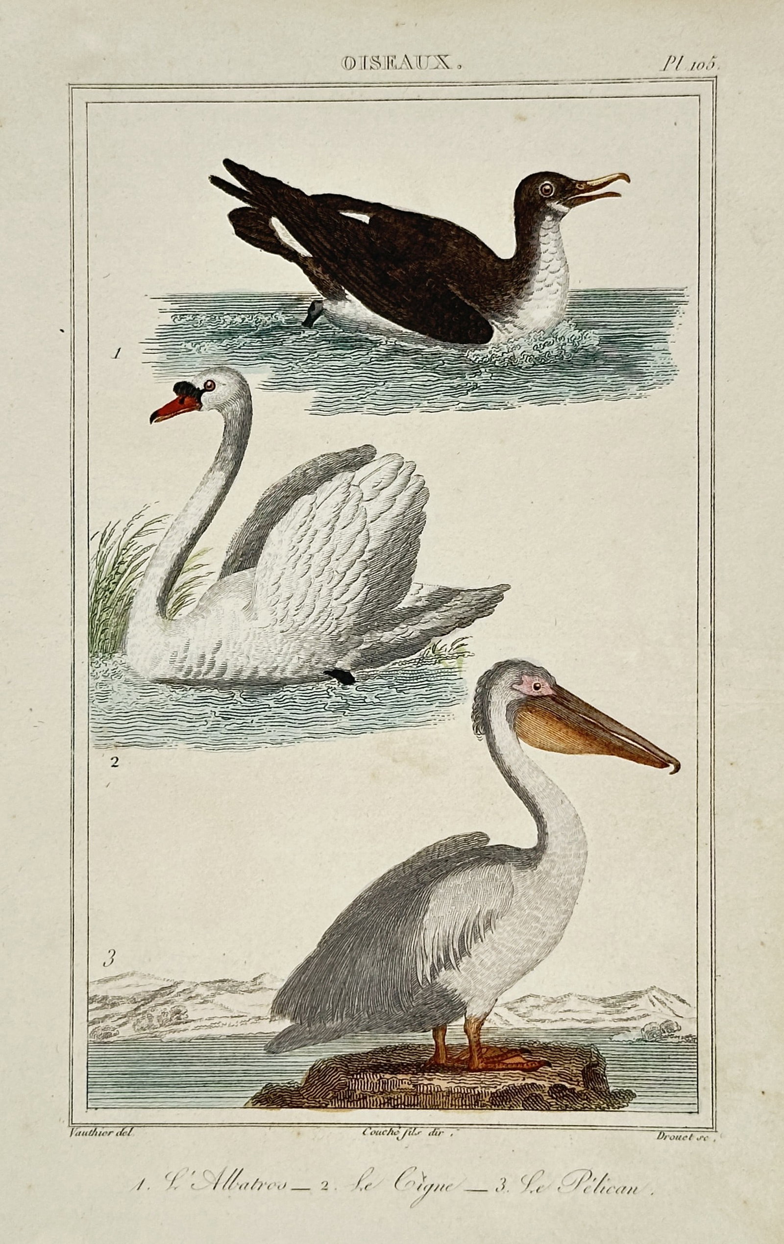 Georges-Louis Leclerc, Comte de Buffon – Studies of Waterbirds including Albatross, Swan (1 of 2)
