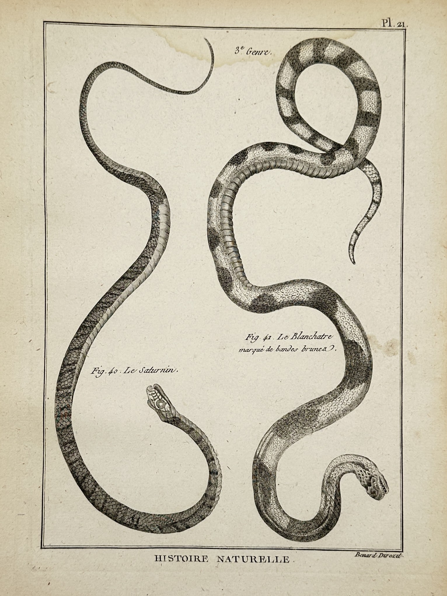 Robert Bénard – Histoire Naturelle: Studies of Snakes (Le Saturnin & Le Blanchatre) (1 of 2)