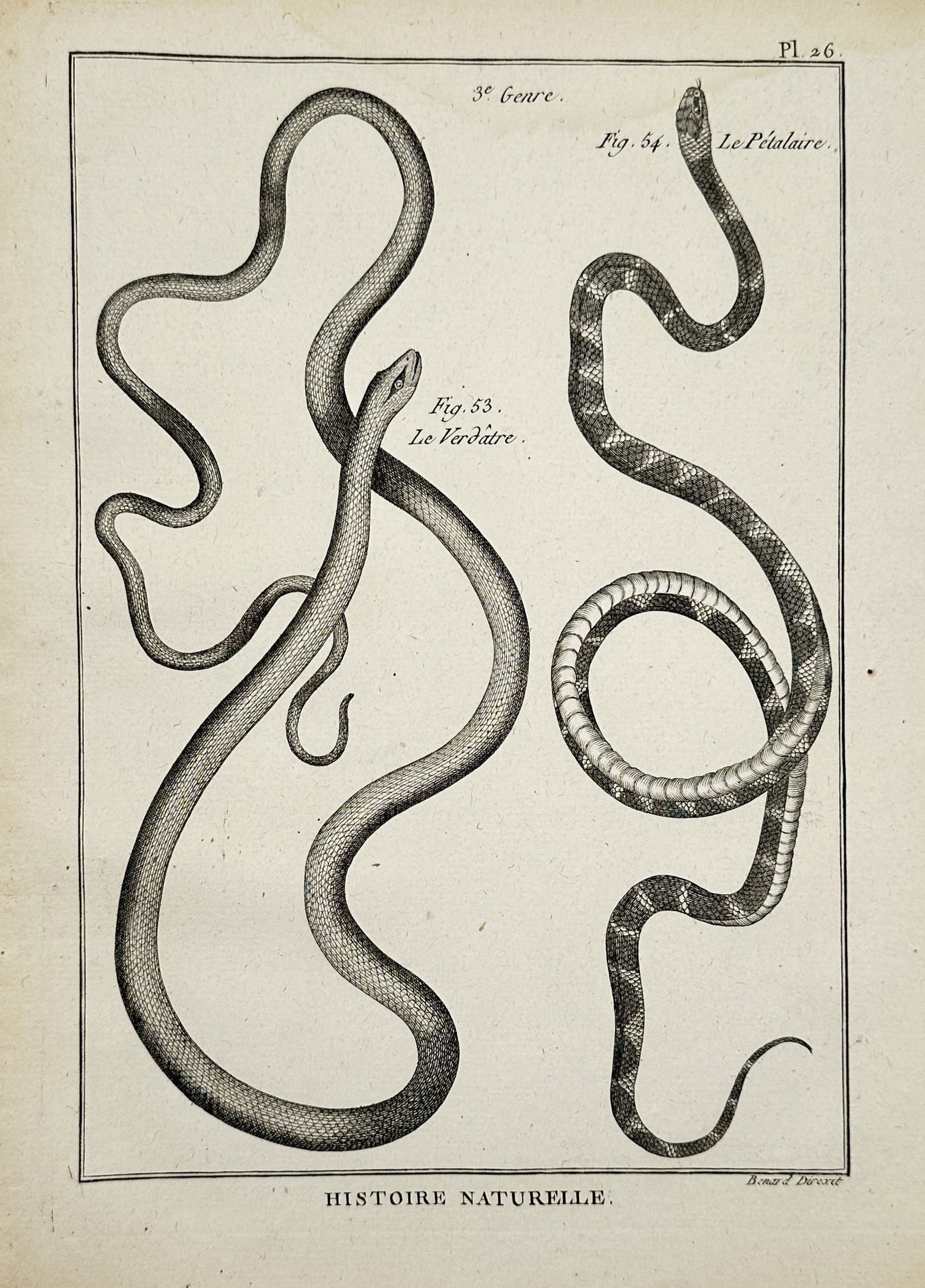 Robert Bénard – Histoire Naturelle: Studies of Snakes (Le Verdâtre & Le Pétalaire) (1 of 2)
