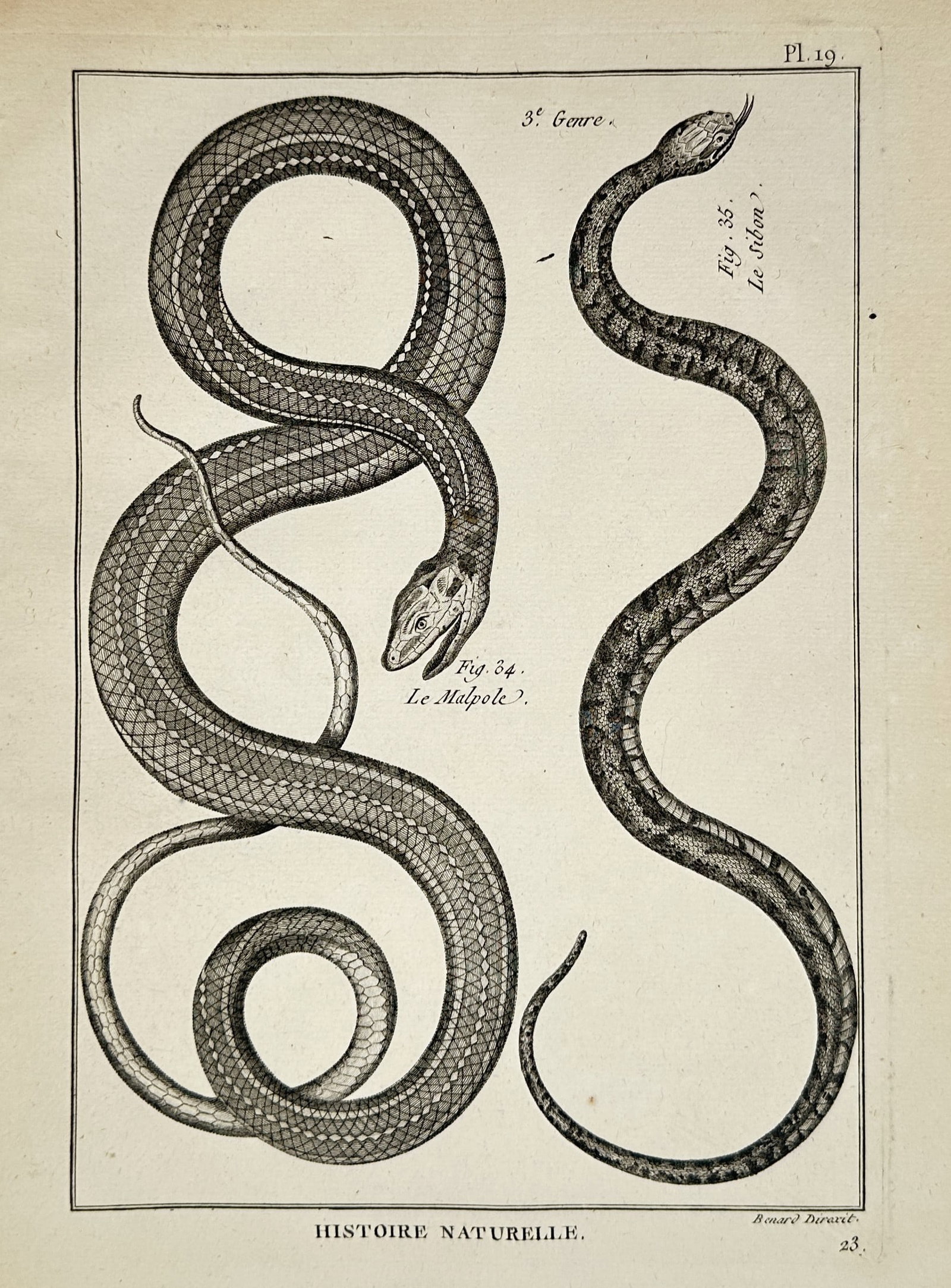 Robert Bénard – Histoire Naturelle: Studies of Snakes (Le Malpolon & Le Sibon) – Copper (1 of 2)