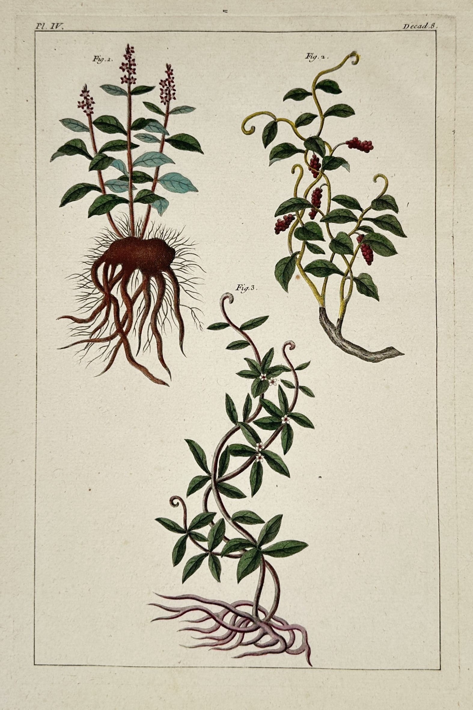 Pierre-Joseph Buc'hoz – Universal History of the Plant Kingdom: Studies of plants (1 of 2)