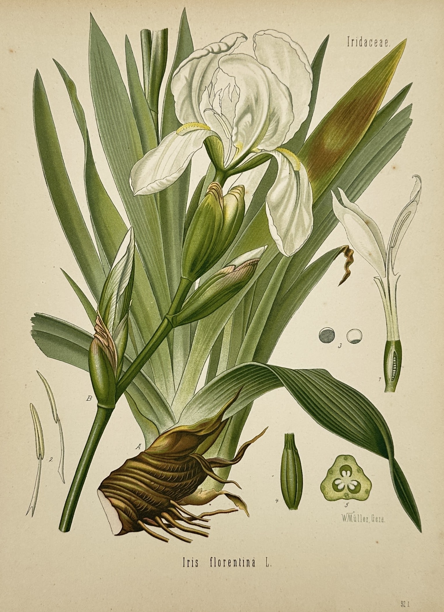 Franz Eugen Köhler – Iris florentina – Chromolithograph (1887) (1 of 2)