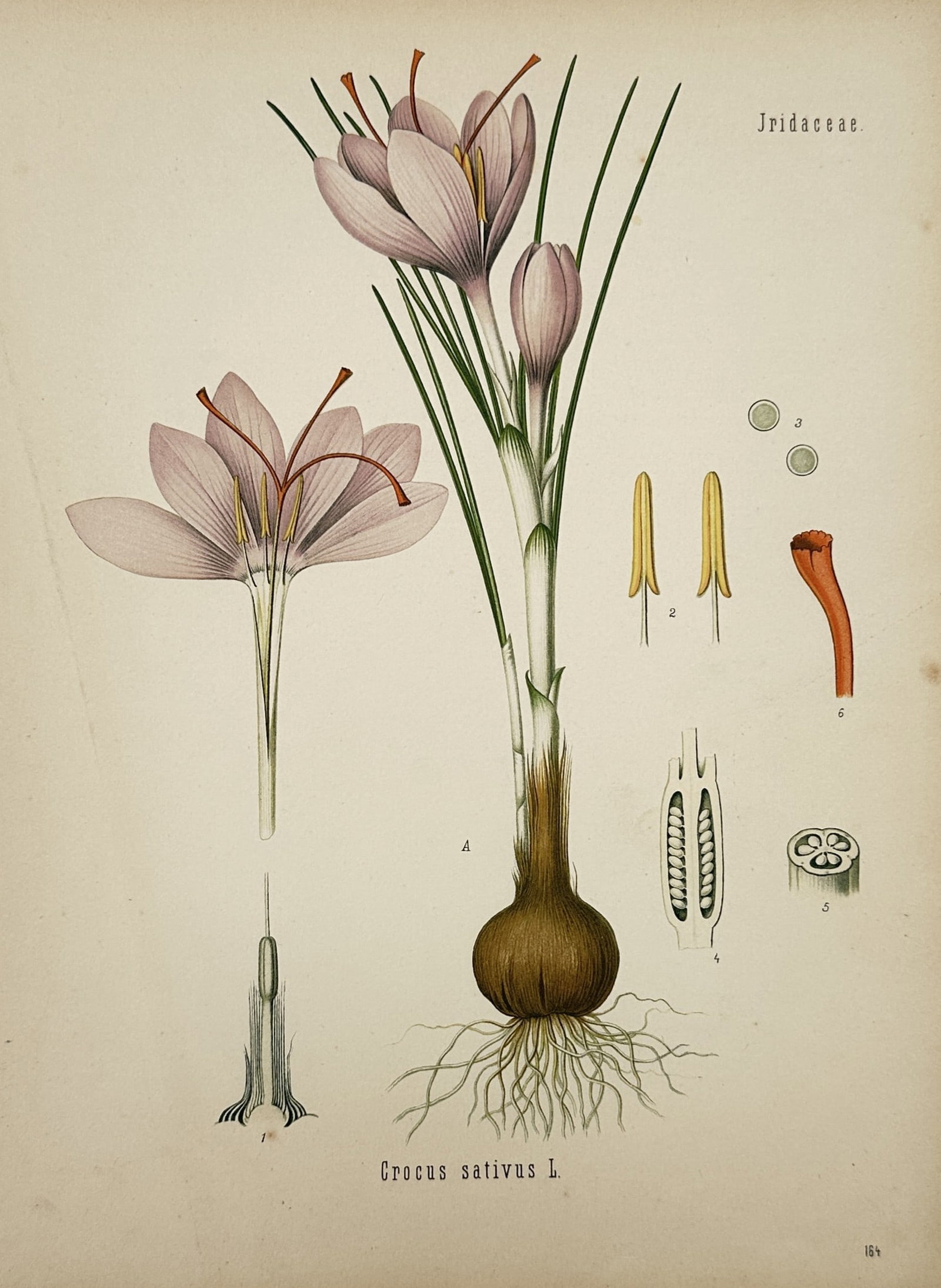 Franz Eugen Köhler – Crocus sativus – Chromolithograph (1887) (1 of 2)