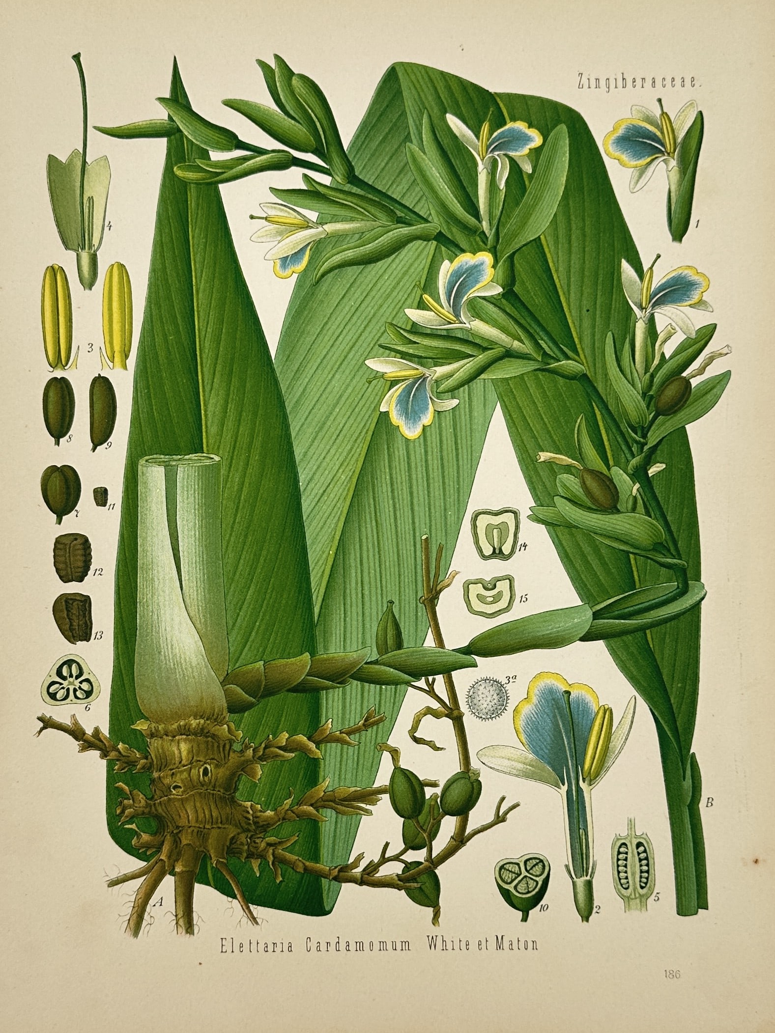 Franz Eugen Köhler – Elettaria Cardamomum – Chromolithograph (1887) (1 of 2)