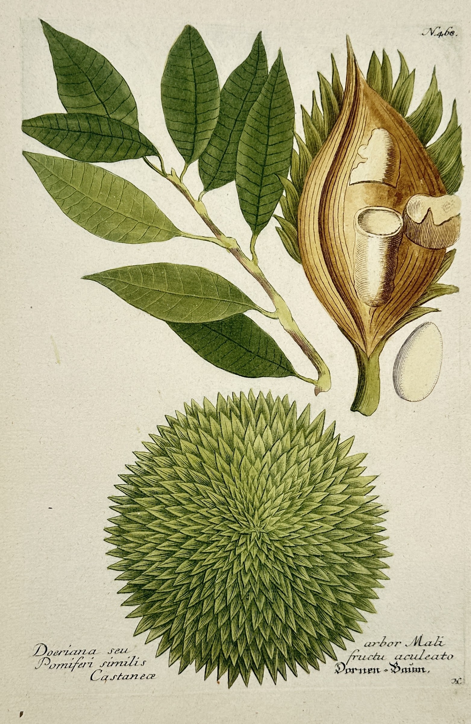 Johann Wilhelm Weinmann – Doeriana seu Pomiferi similis Castanea (Durian) (1 of 2)