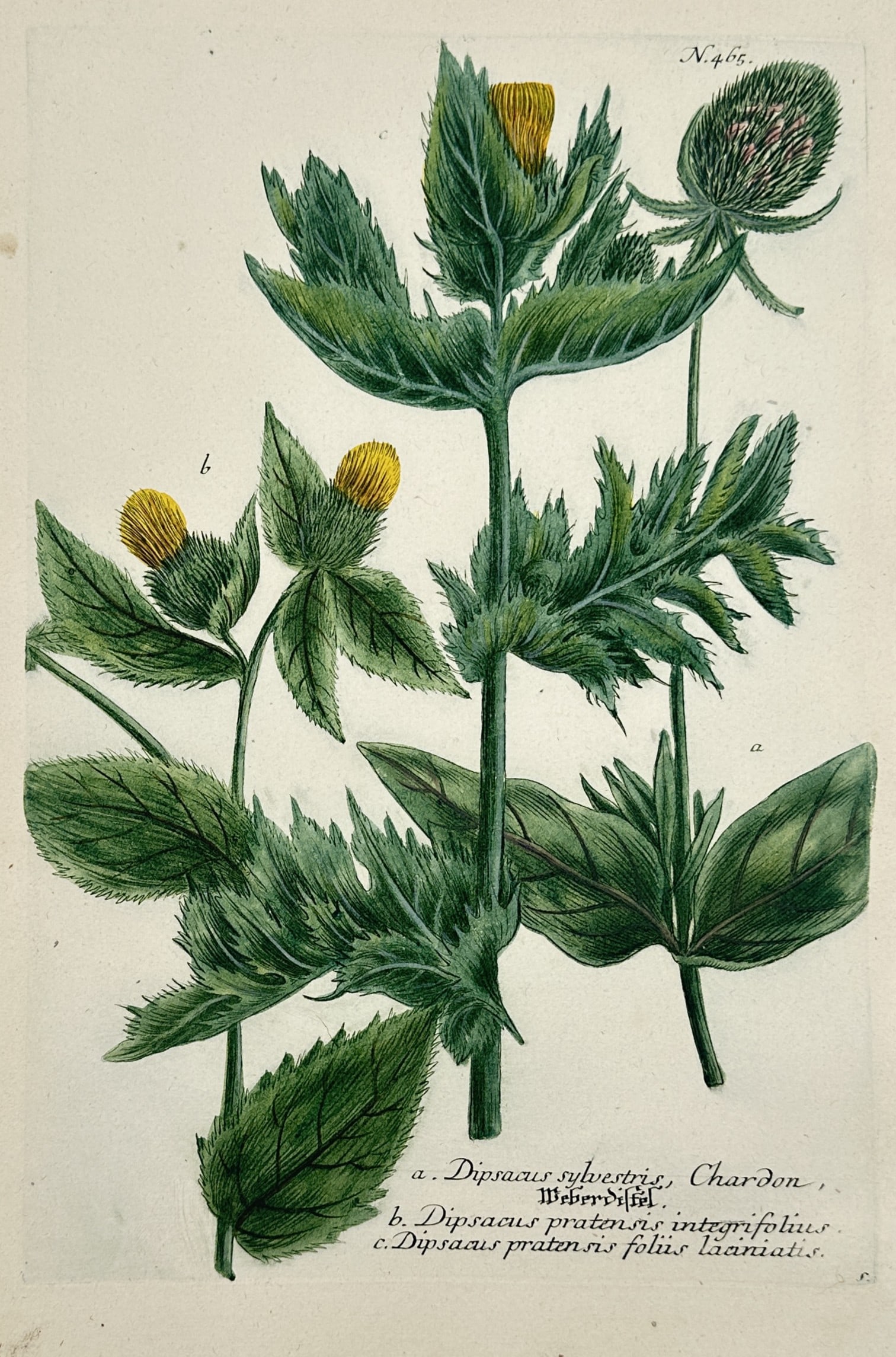 Johann Wilhelm Weinmann – Dipsacus sylvestris (Teasel Varieties) – Hand-coloured mezzotint (1 of 2)