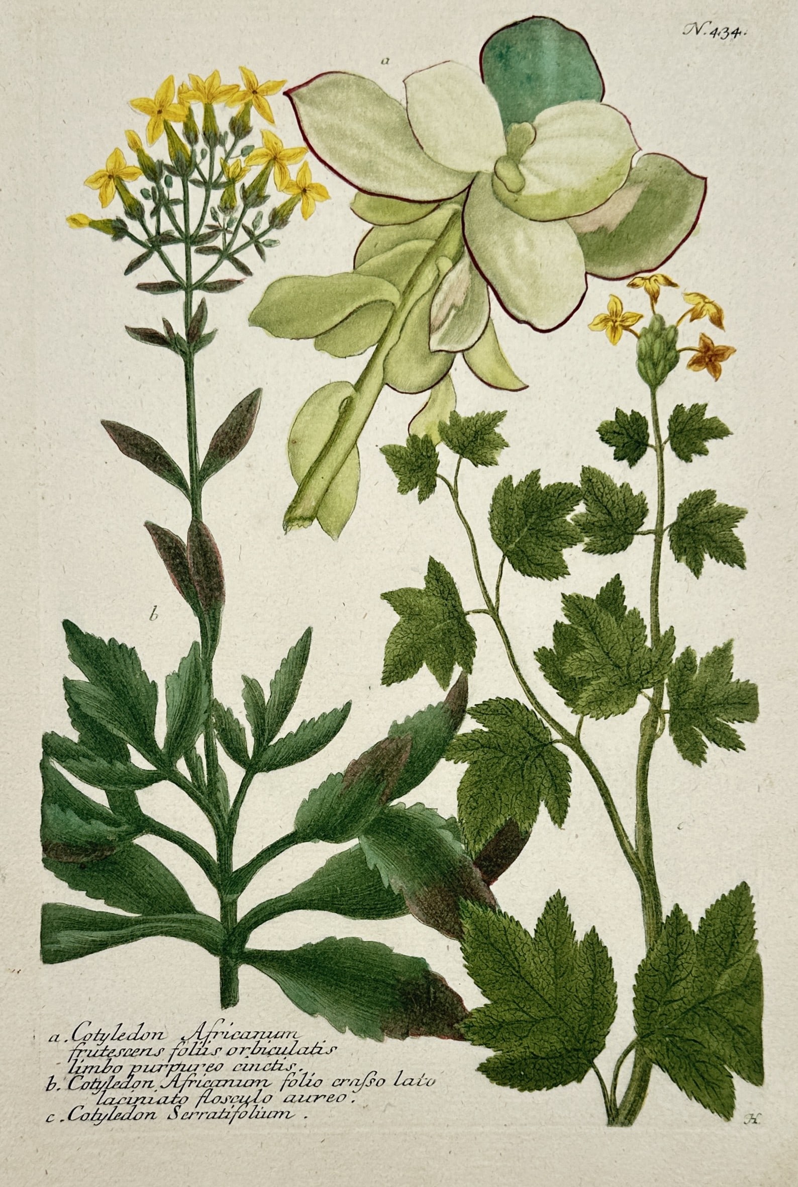 Johann Wilhelm Weinmann – Cotyledon Africanum (Succulent Varieties) – Hand-coloured mezzotint (1 of 2)