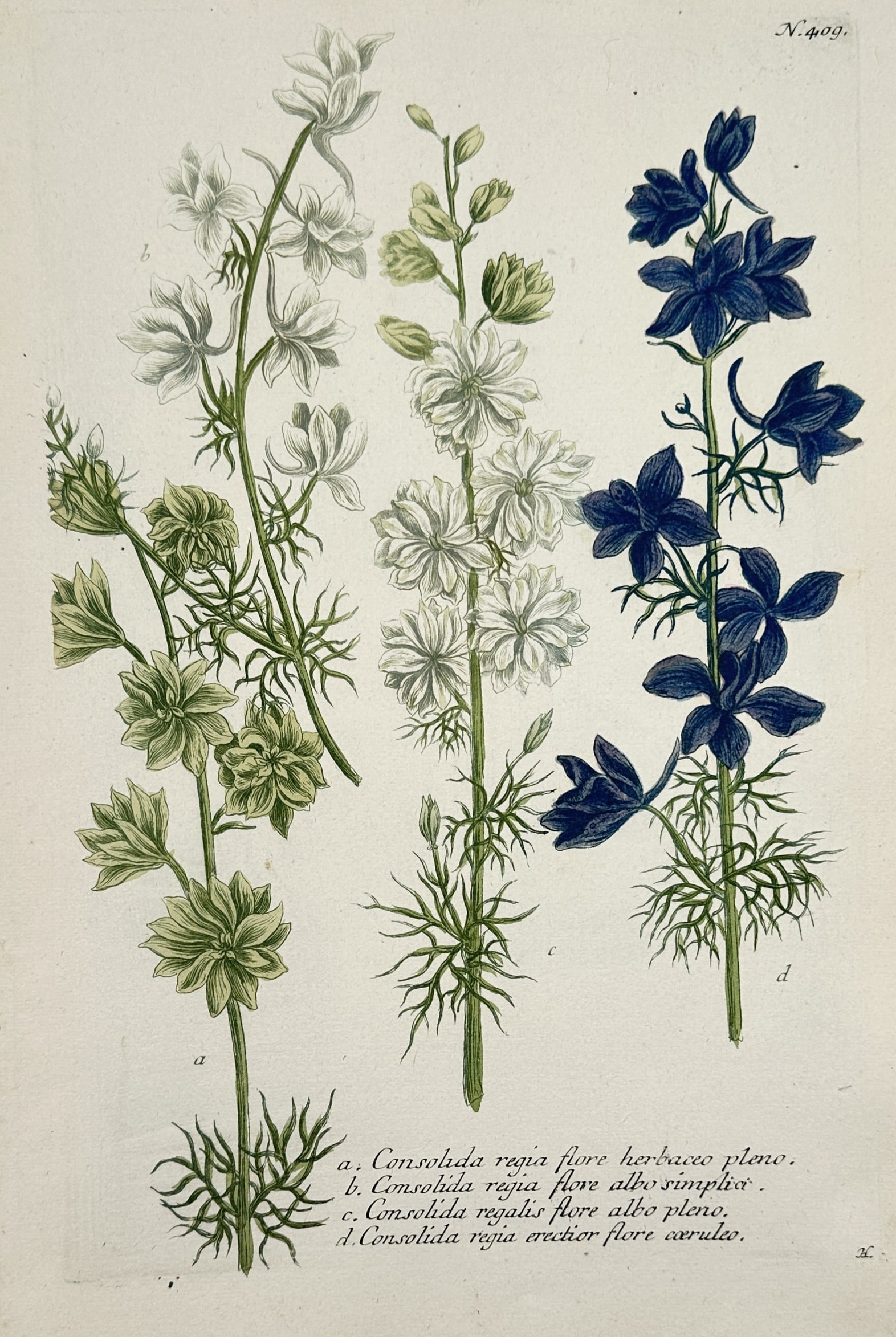 Johann Wilhelm Weinmann – Consolida regia (Larkspur Varieties) – Hand-coloured mezzotint (1 of 2)