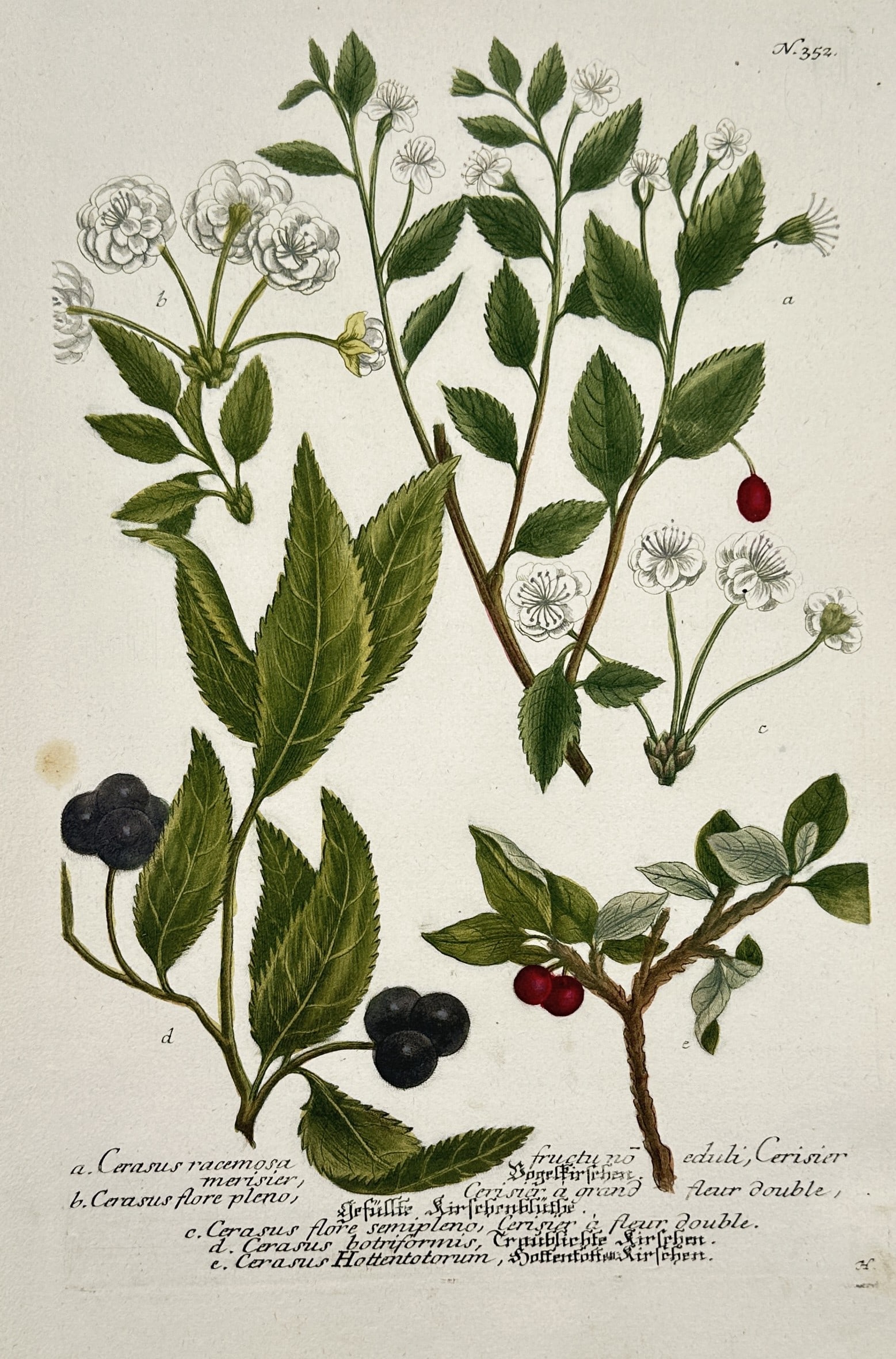 Johann Wilhelm Weinmann – Cerasus racemosa (Cherry Varieties) – Hand-coloured mezzotint (1 of 2)