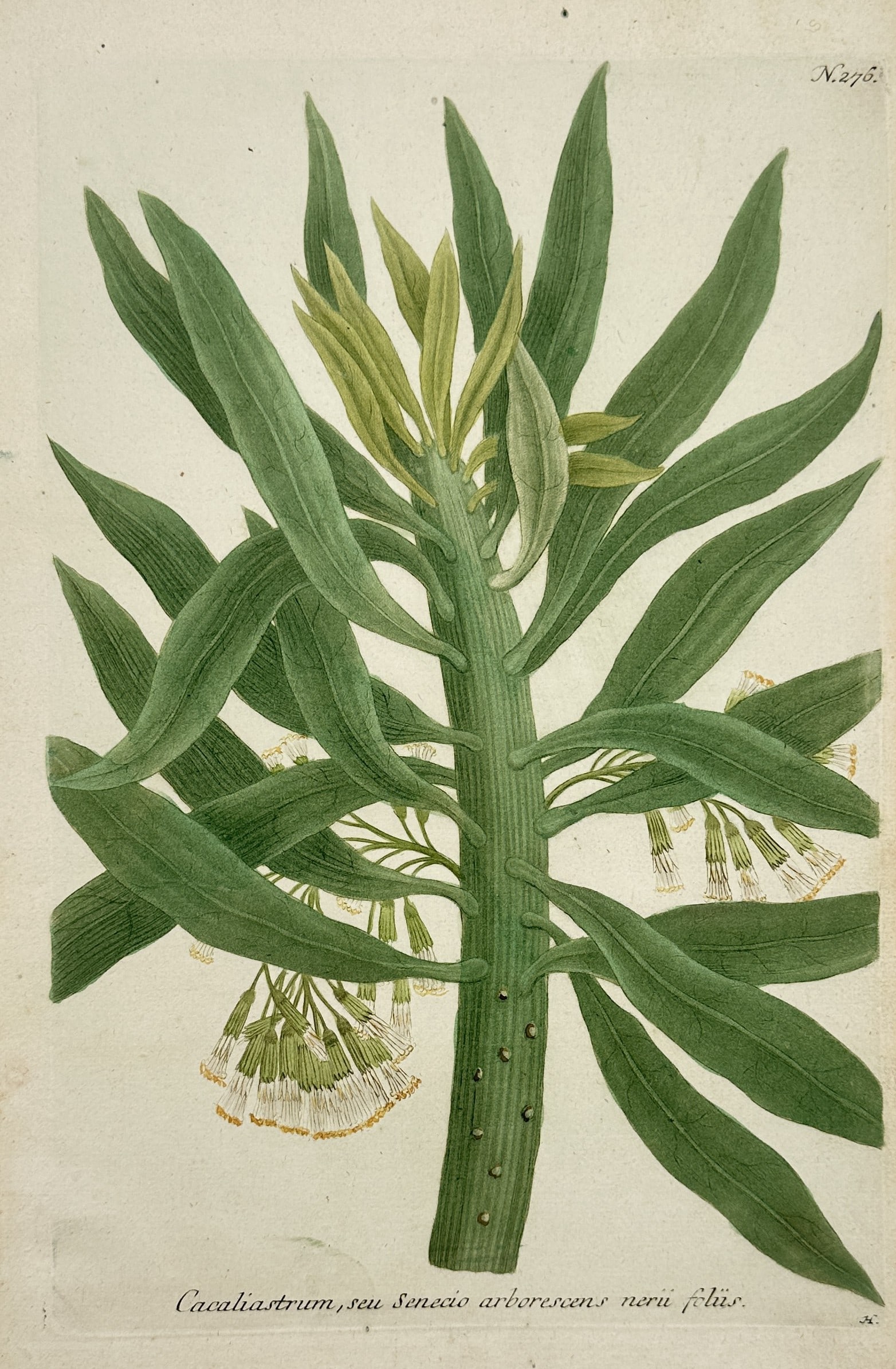 Johann Wilhelm Weinmann – Study of Succulent Shrub – Hand-coloured mezzotint and engraving (1 of 2)