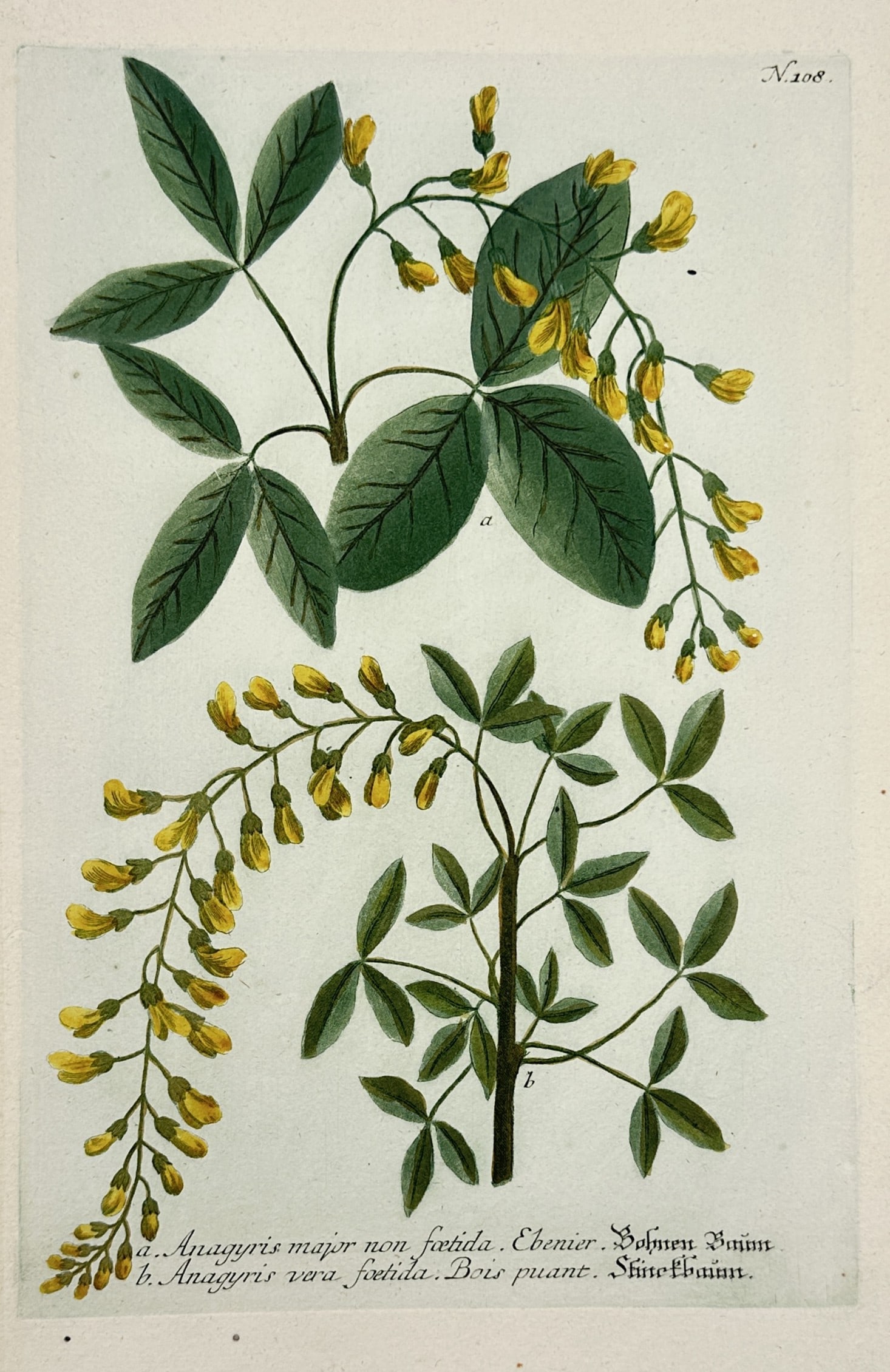 Johann Wilhelm Weinmann – Study of Flowering Shrub – Hand-coloured mezzotint and engraving (1 of 2)