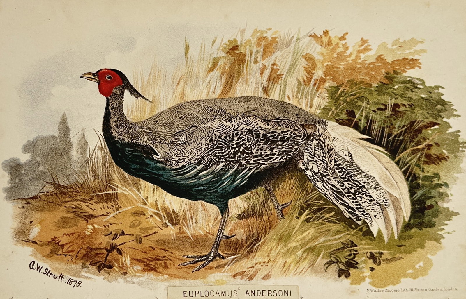 Alfred William Strutt – Euplocamus Andersoni (Anderson's Silver Pheasant) – Chromolithograph (1 of 2)