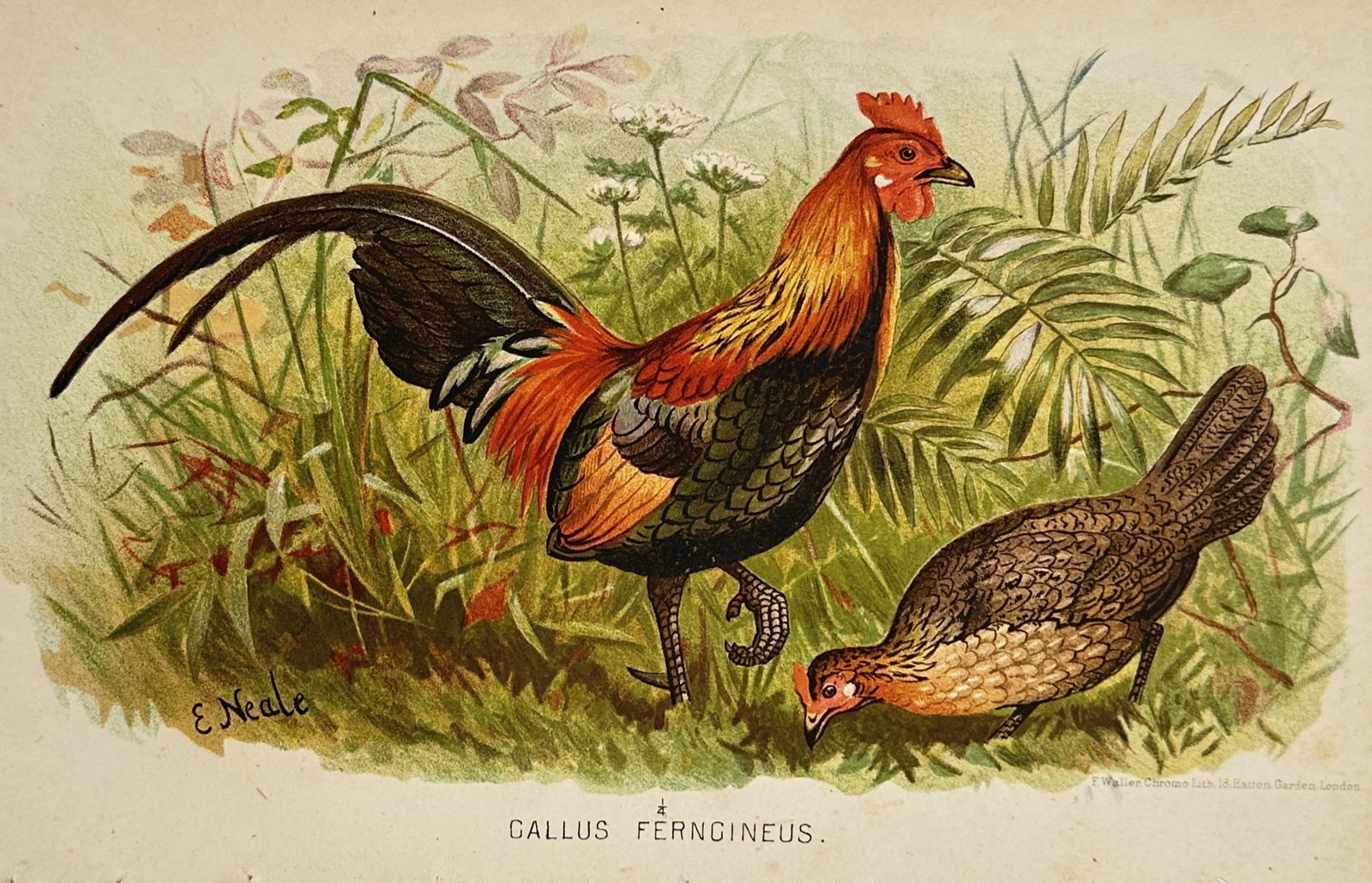 Edward Neale – Gallus Ferrugineus (Red Junglefowl) – Chromolithograph (c. 1878): Gallus Ferrugineus features a detailed ornithological study illustrating a pair of red junglefowl in a lush, grassy habitat, showcasing a proudly standing rooster with vibrant golden-orange hackles, a
