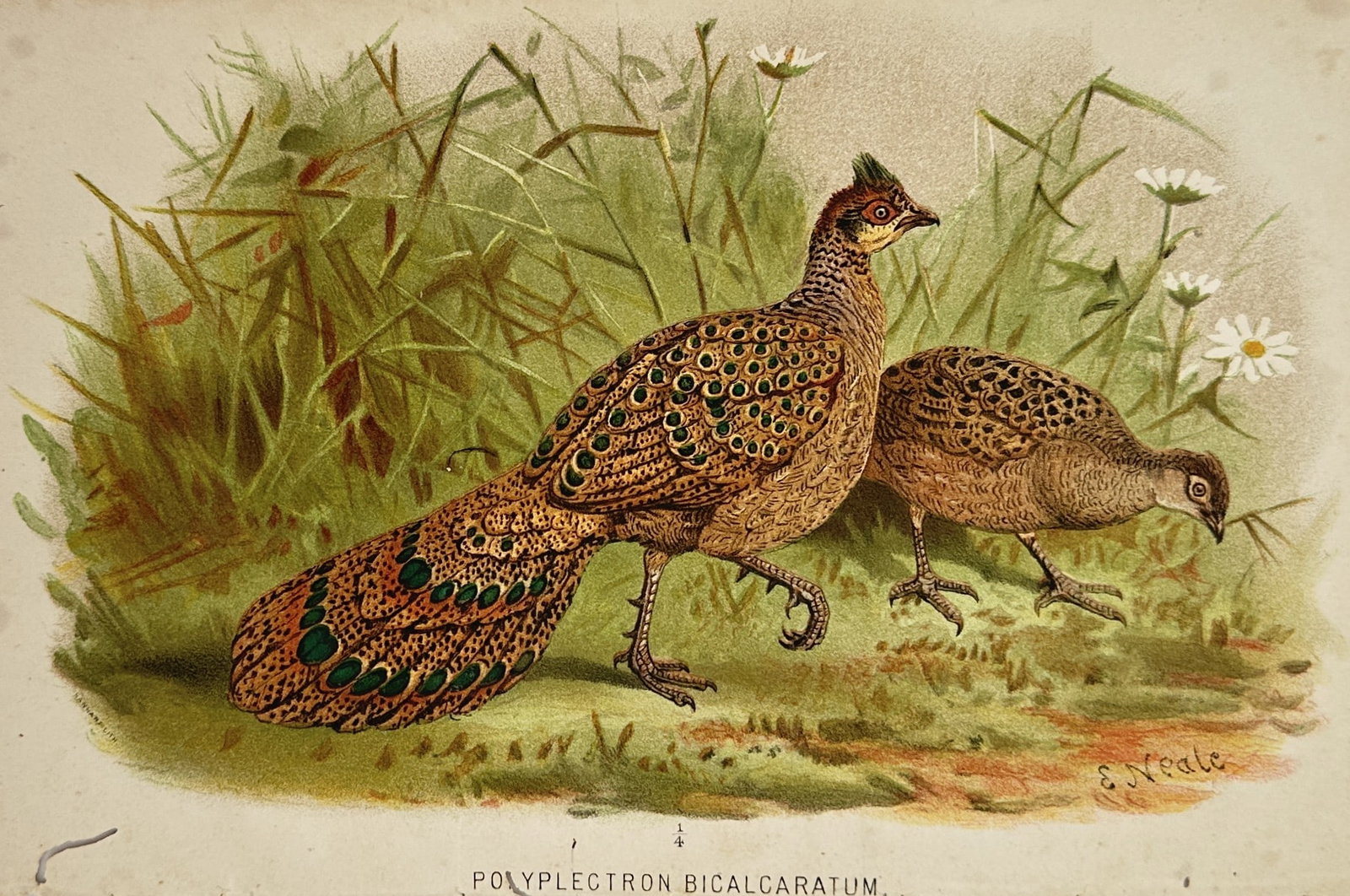 Edward Neale – Polyplectron Bicalcaratum (Grey Peacock-Pheasant) – Chromolithograph (c. 1878) (1 of 2)