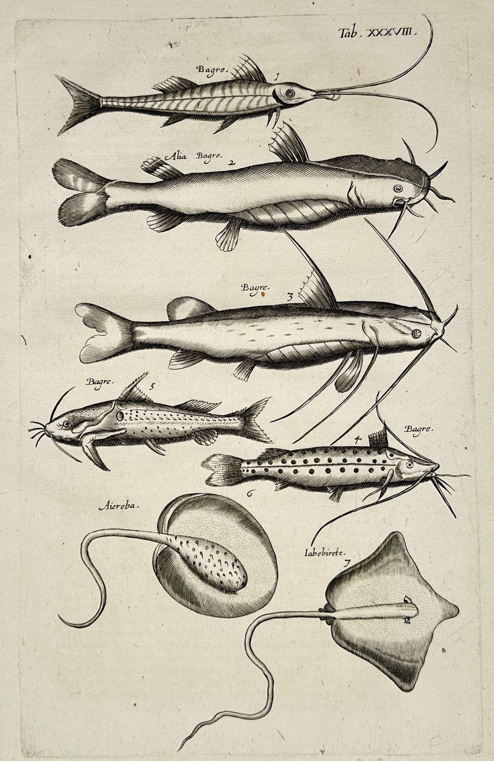 John Jonston – Historiae Naturalis de Piscibus et Cetis: Studies of Catfish and Rays (1 of 2)