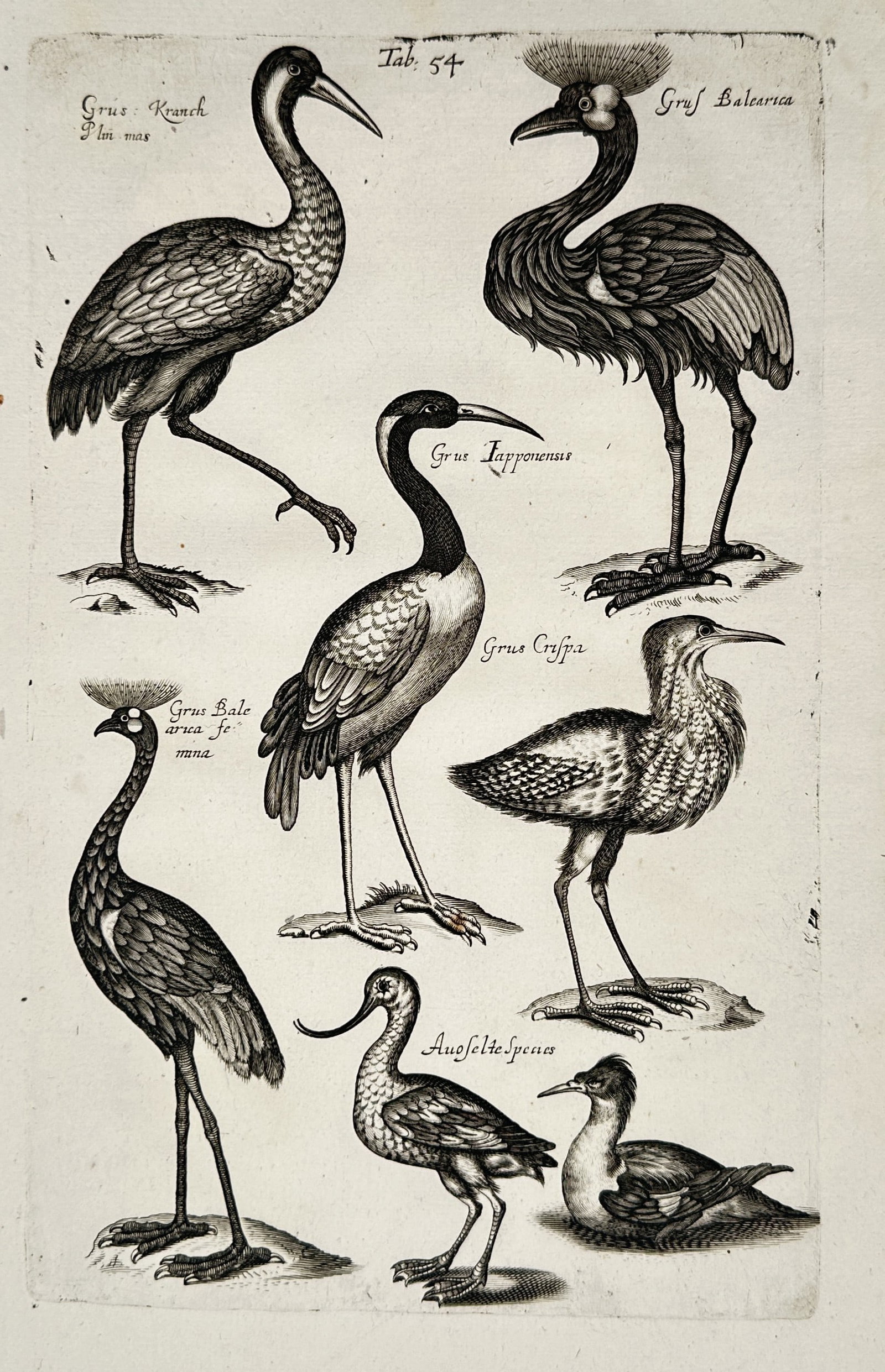 John Jonston – Historiae Naturalis de Avibus: Studies of Cranes and Waterbirds – Copper (1 of 2)