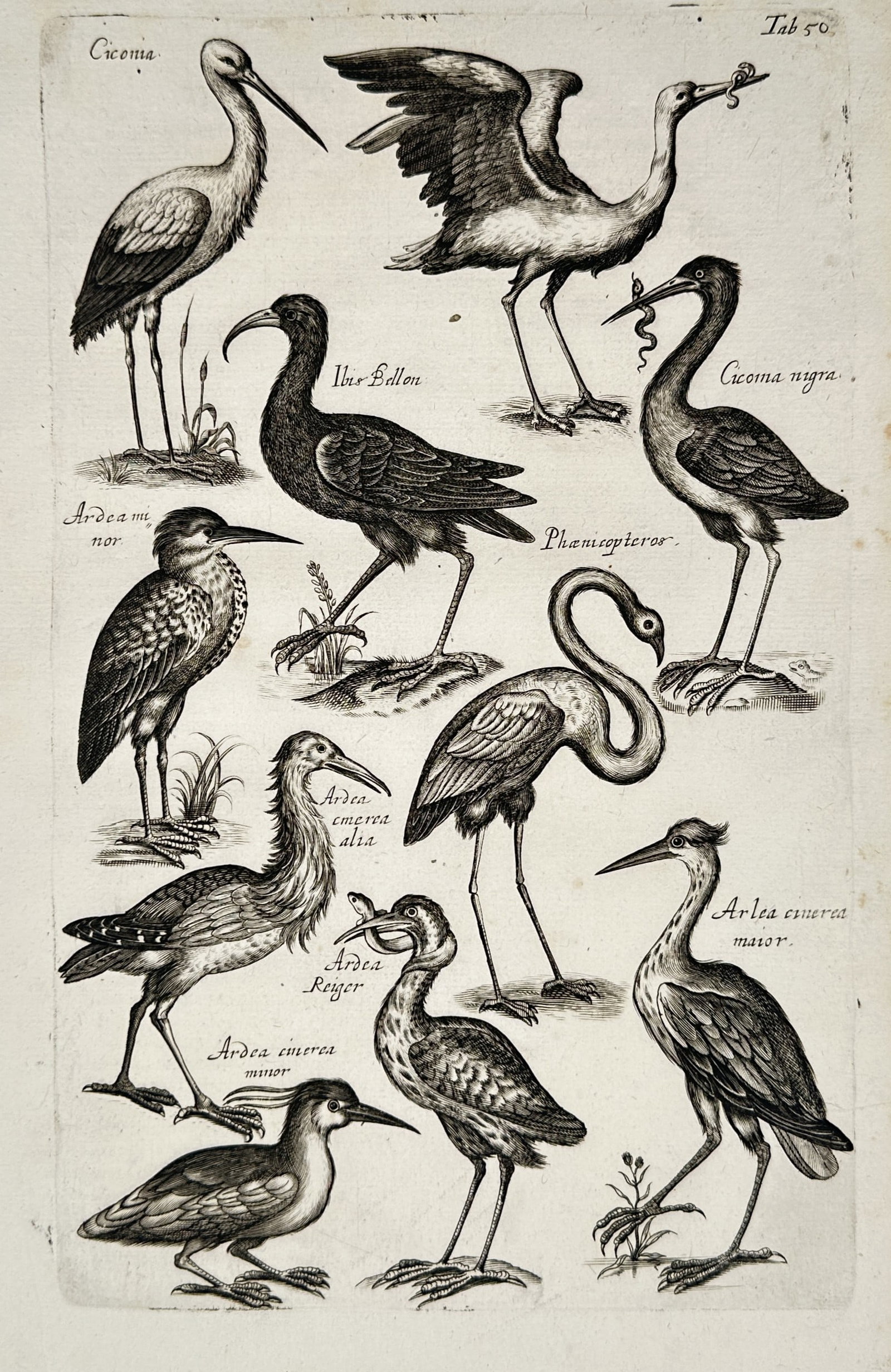 John Jonston – Historiae Naturalis de Avibus: Studies of Storks, Herons – Copper engraving (1 of 2)