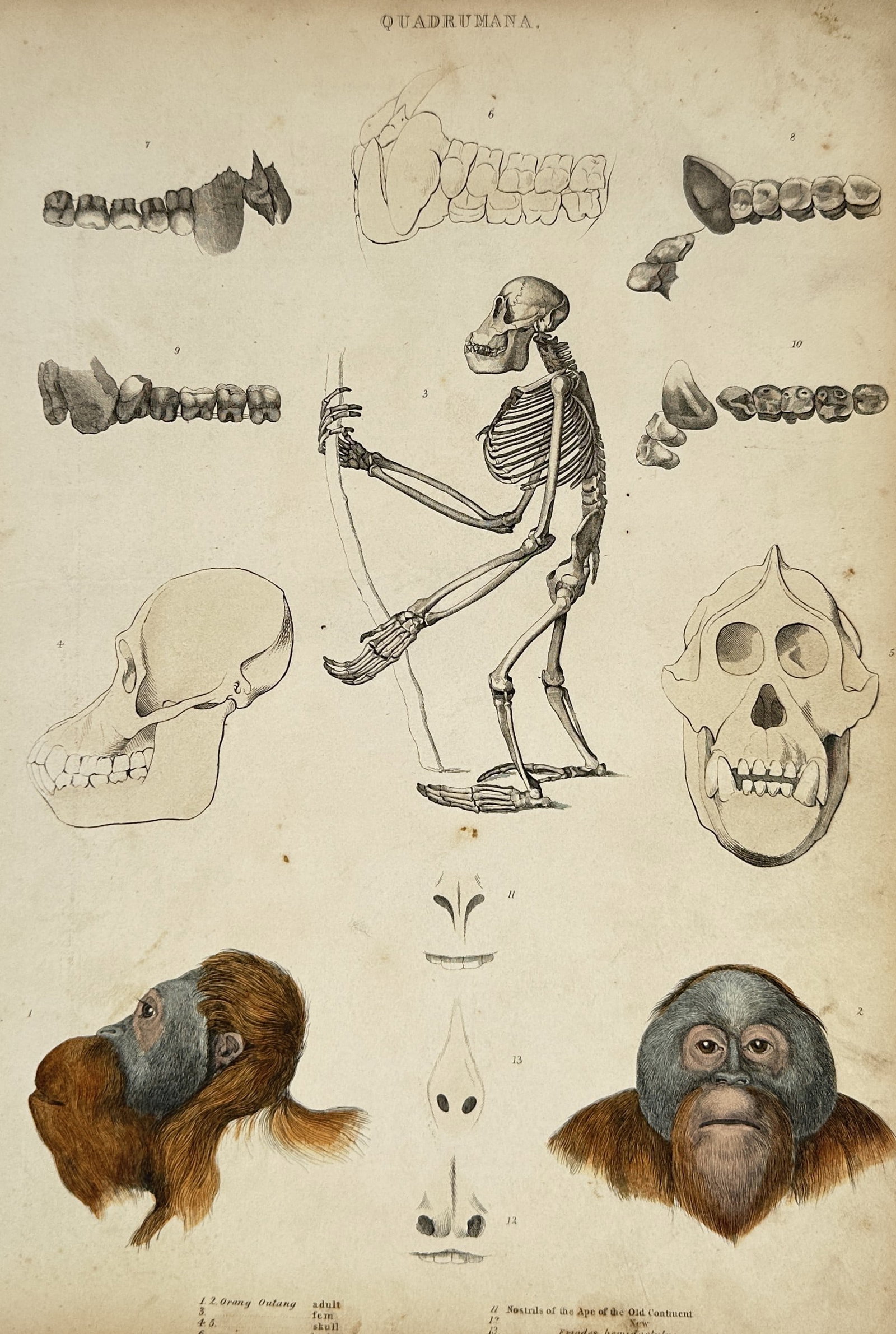 William Macgillivray (1796–1852) – Quadrumana: Studies of the Orang Outang (1 of 2)
