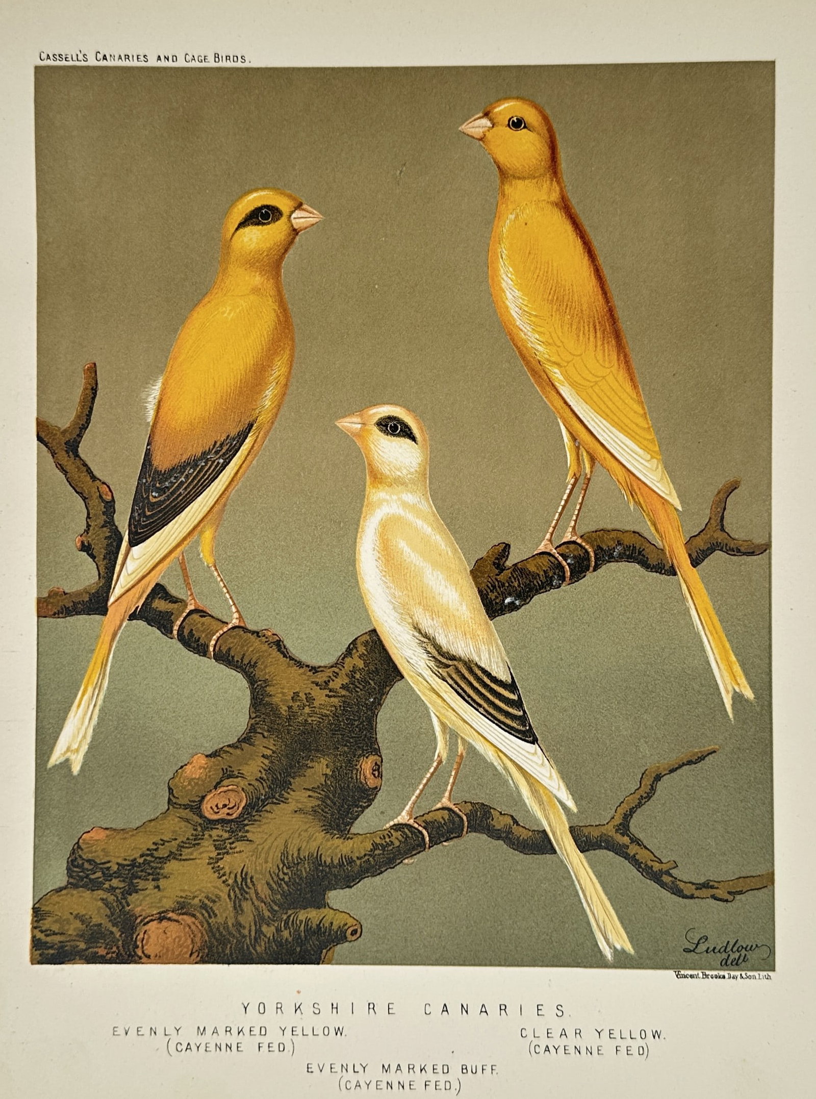Joseph Williamson Ludlow (1840–1916) – Yorkshire Canaries – Chromolithograph (c. 1880) (1 of 2)