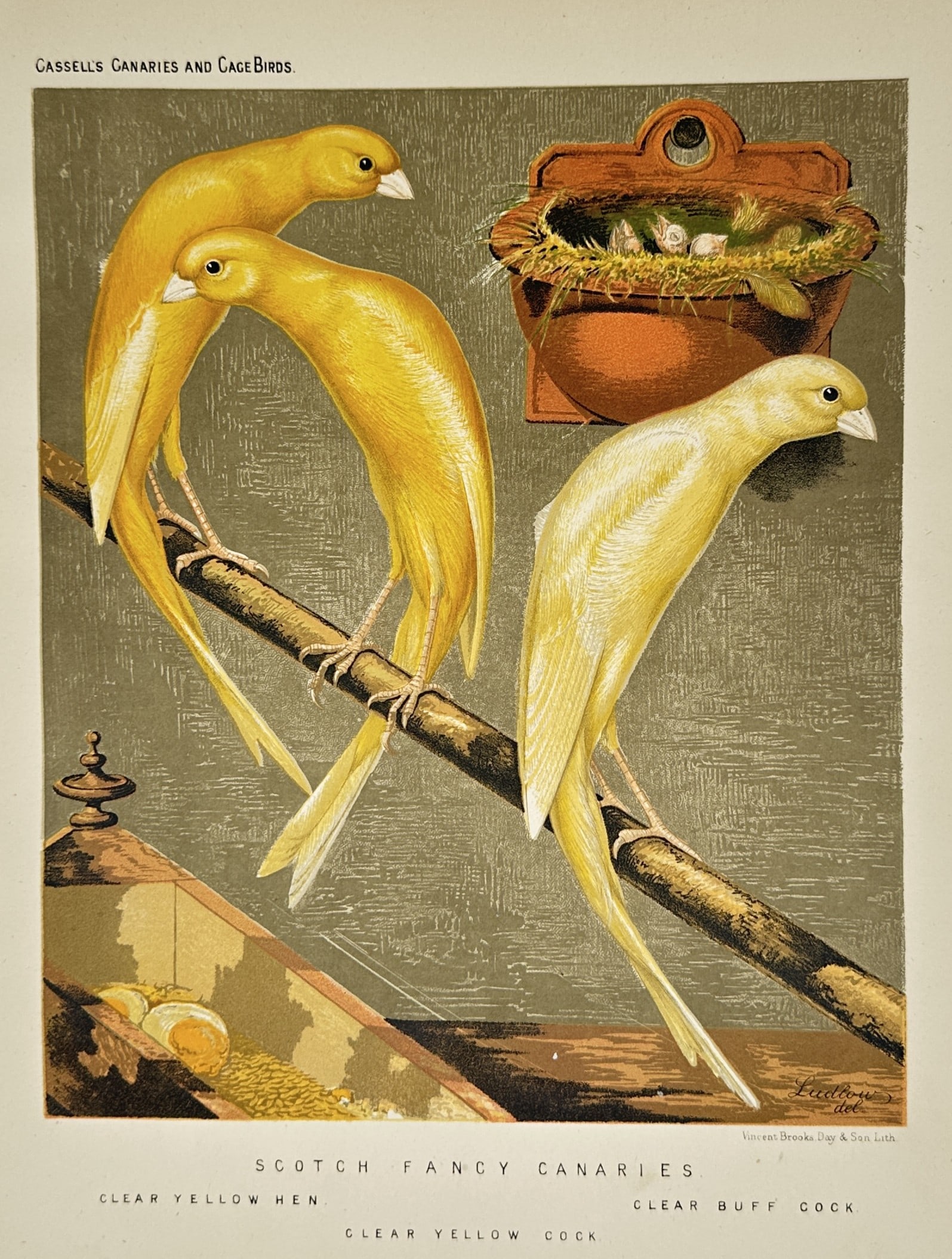 Joseph Williamson Ludlow (1840–1916) – Scotch Fancy Canaries – Chromolithograph (c. 1880) (1 of 2)