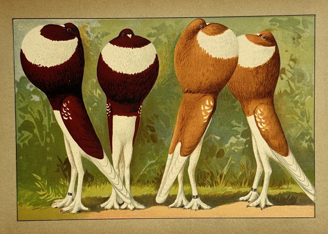Emil Schachtzabel (1850–1941) – Pouter Pigeons – Chromolithograph (1910) (1 of 2)