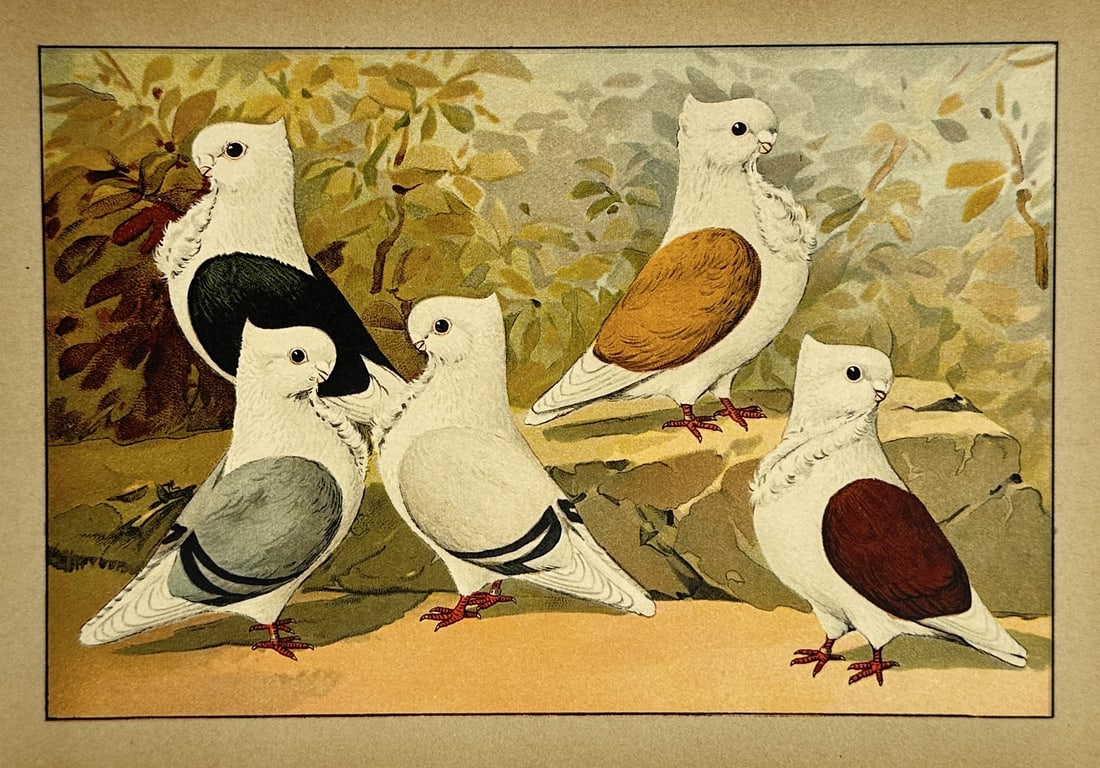 Emil Schachtzabel (1850–1941) – Turbit and Owl Pigeons – Chromolithograph (1910): Illustrierte Prachtwerk sämtlicher Tauben-Rassen features a detailed columbarian study illustrating five small varieties of short-faced fancy pigeons resting on a rocky ledge against a backdrop of le