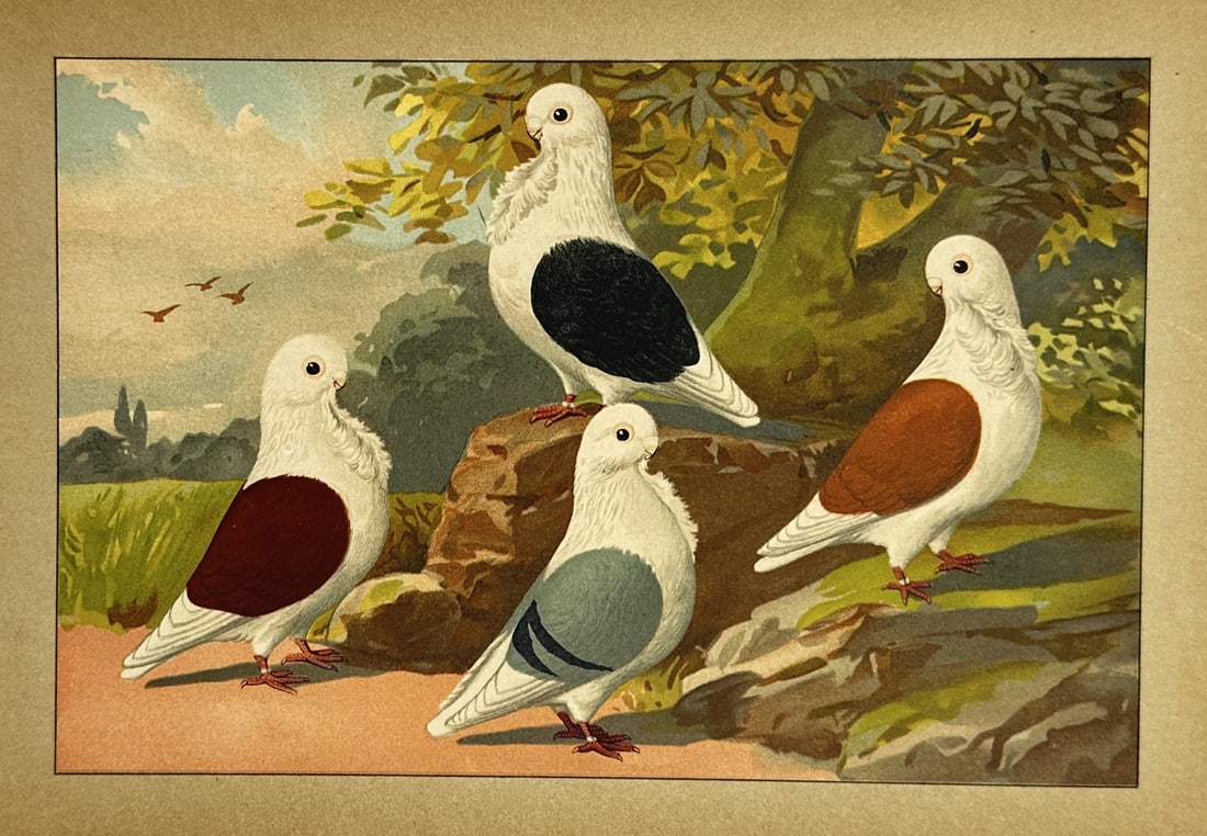 Emil Schachtzabel (1850–1941) – Shield and Domino Pigeons – Chromolithograph (1910) (1 of 2)