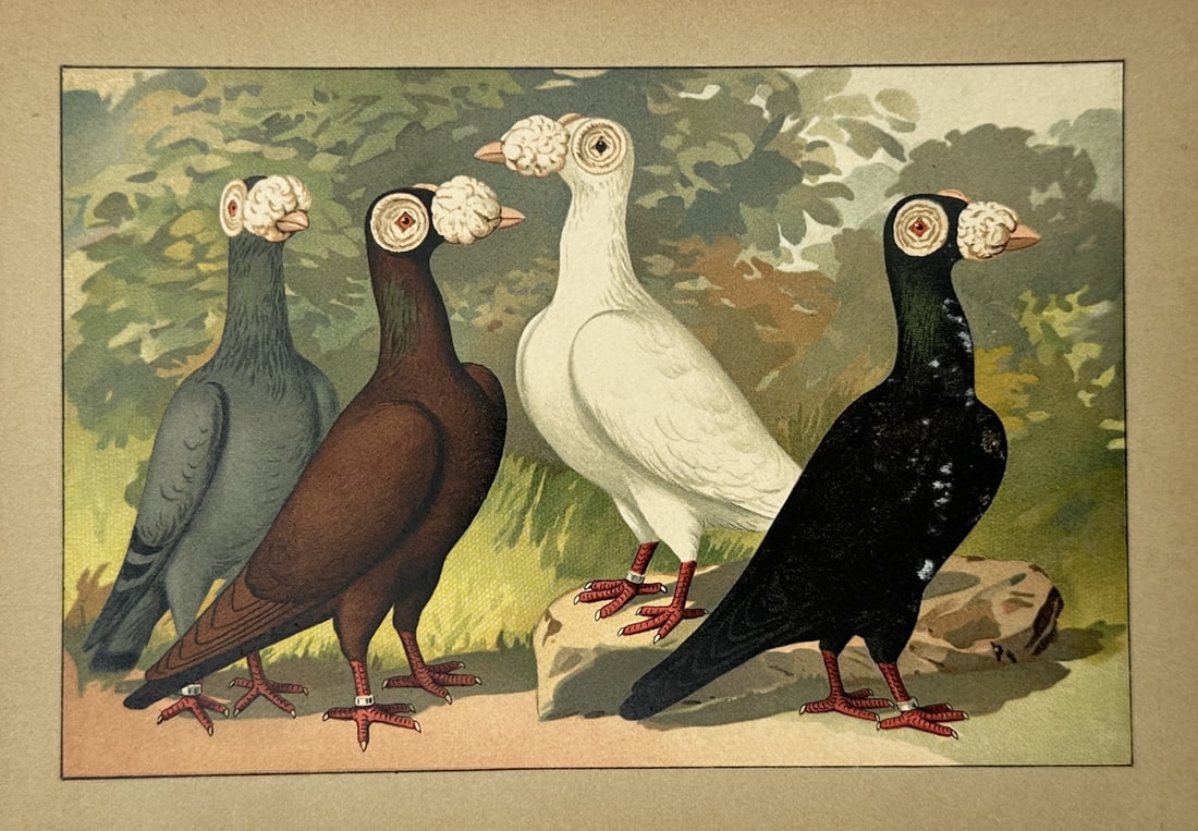 Emil Schachtzabel (1850–1941) – Barb Pigeons – Chromolithograph (1910) (1 of 2)