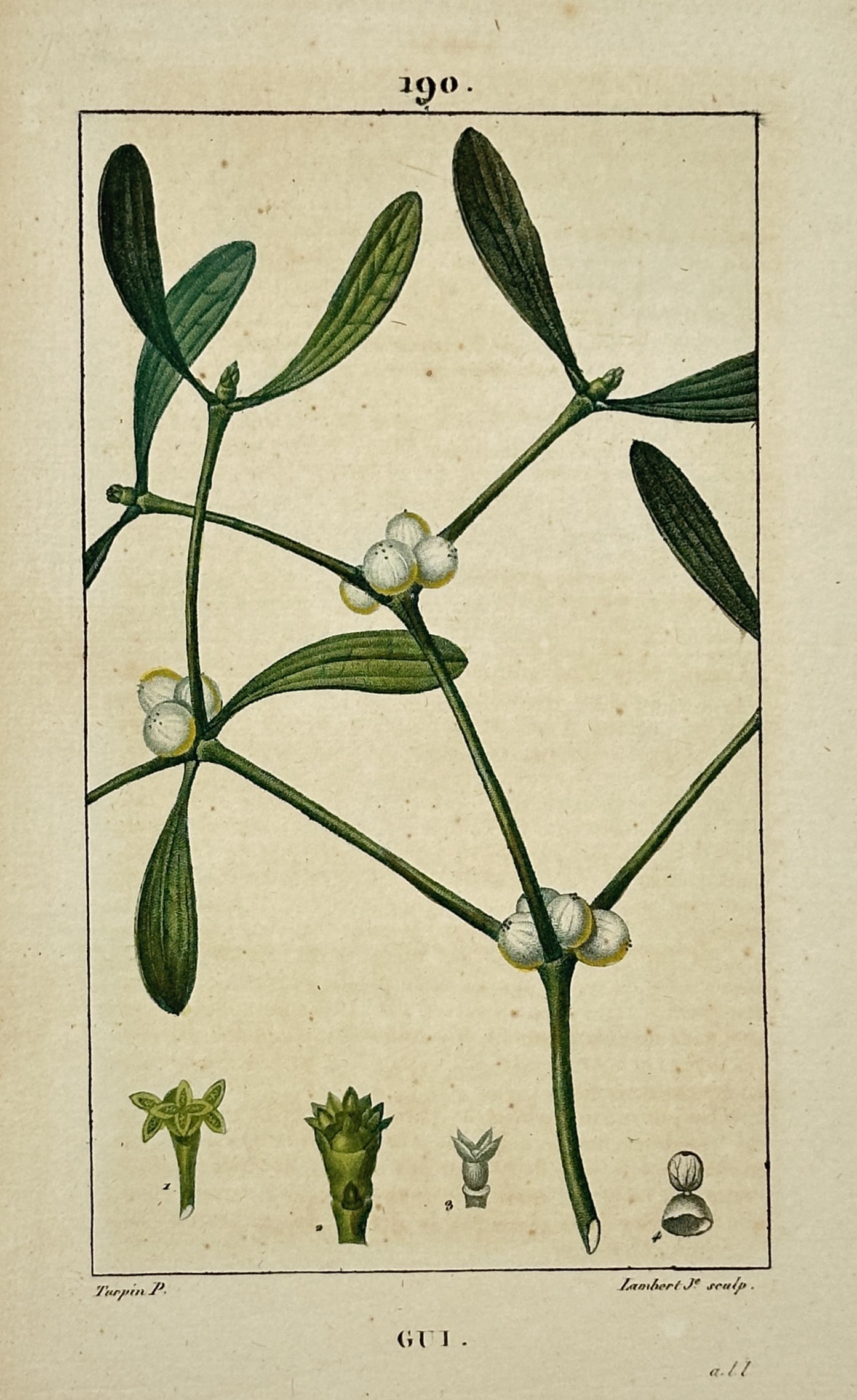 Pierre Jean François Turpin (1775–1840) – Mistletoe – Hand-coloured stipple engraving (ca. (1 of 2)