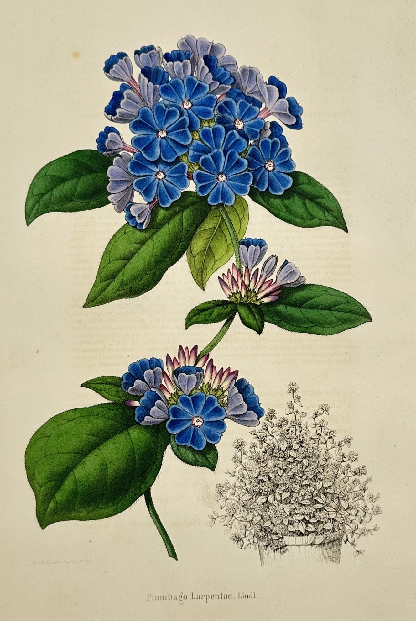 Charles Morren (1807–1858) – Hardy Blue Plumbago – Hand-coloured lithograph (ca. 1850) (1 of 2)