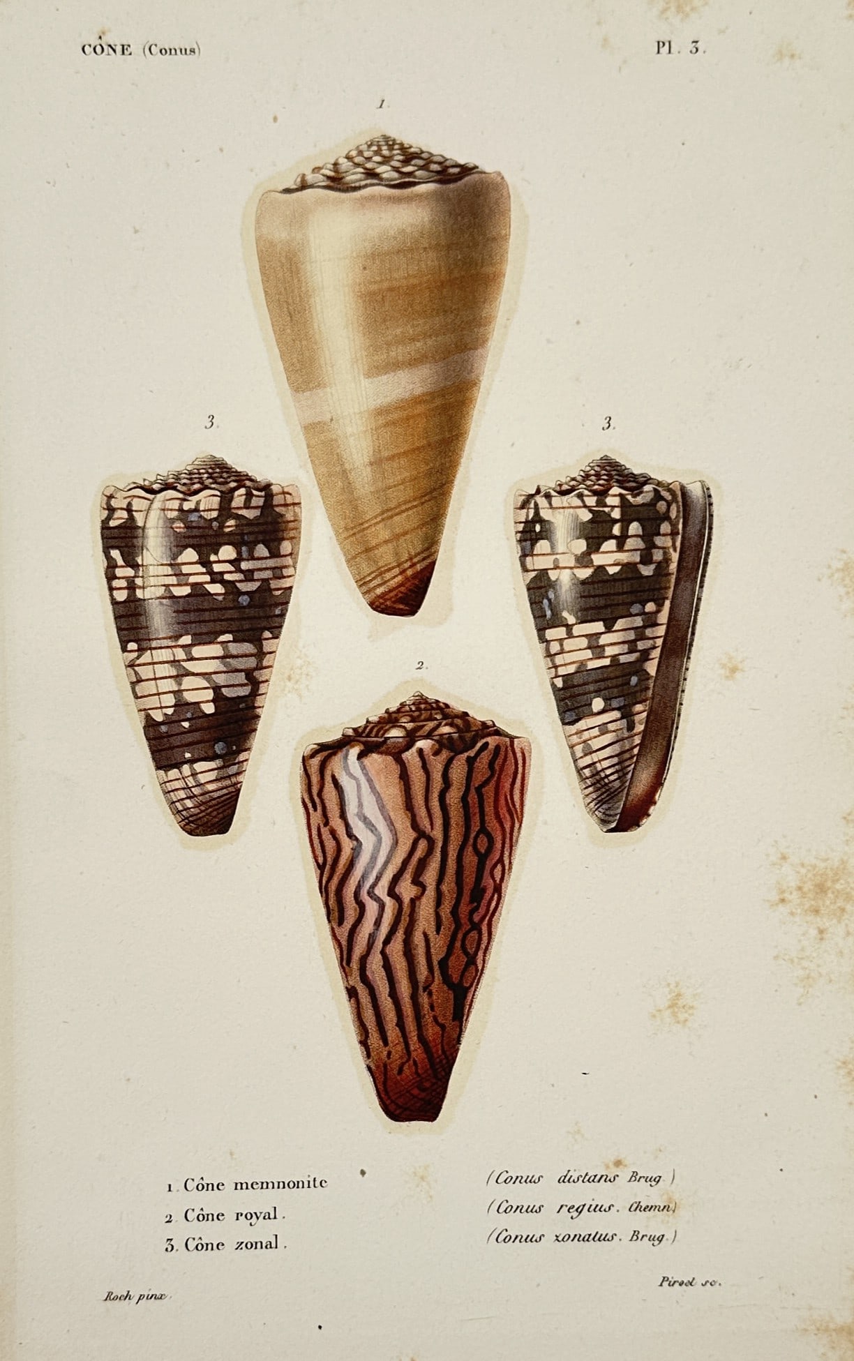 Jean-Charles Werner (1791–1849) – Cone Sea Shells – Hand-coloured lithograph (ca. 1830s): Cone Conus features a detailed conchological study illustrating four varieties of cone snail shells arranged symmetrically against a plain background, showcasing distinct patterns including a smooth b