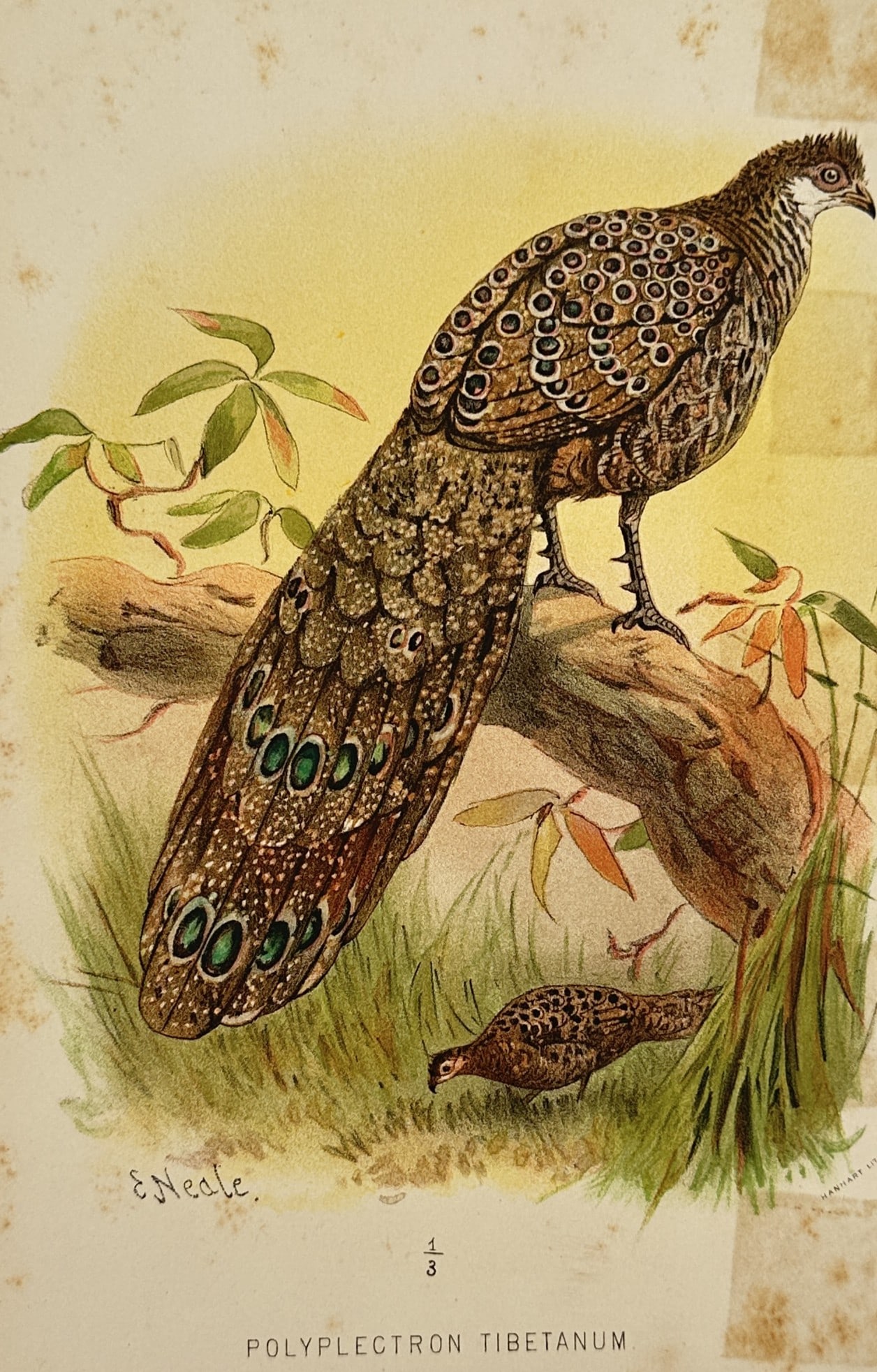 Edward Neale (1833–1904) – Grey Peacock-Pheasant – Chromolithograph (ca. 1880) (1 of 2)